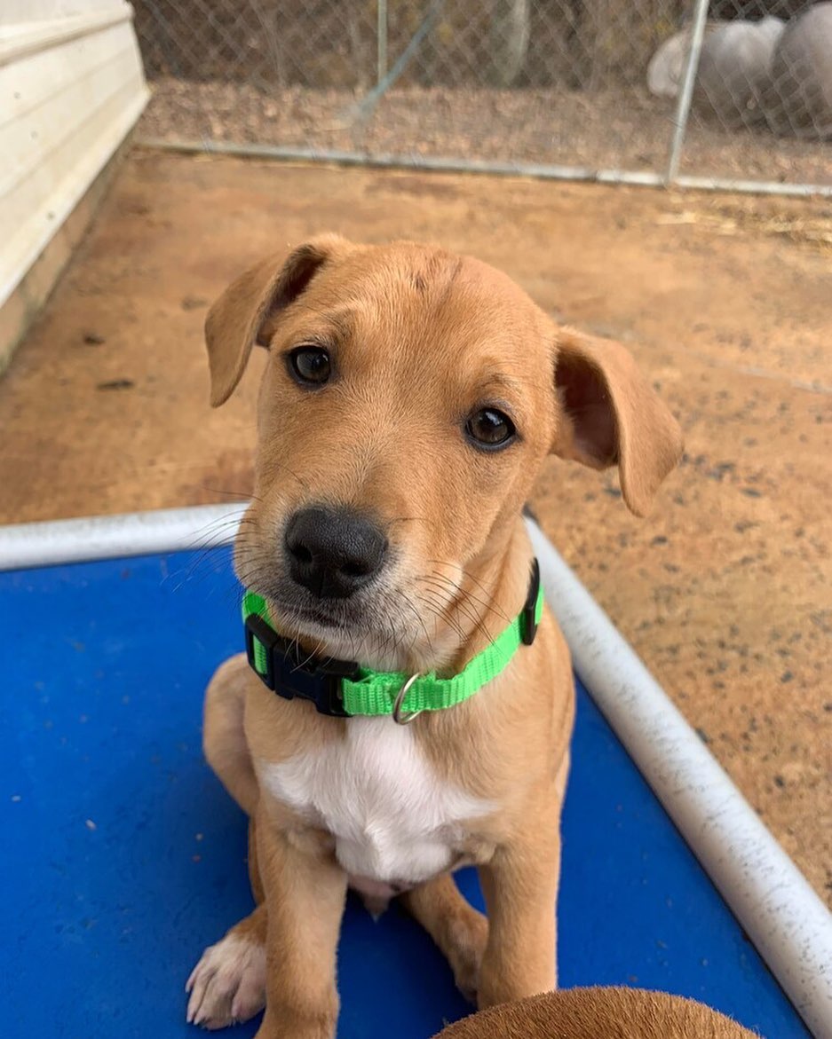 <a target='_blank' href='https://www.instagram.com/explore/tags/smurfs/'>#smurfs</a> 
Meet 𝗛 𝗔 𝗥 𝗠 𝗢 𝗡 𝗬  SMURF 💙
The Smurf litter was rescued from a GA shelter and are safe with our southern rescue partner. Harmony is scheduled to arrive in New England early January. He will be approx. 12 weeks old, neutered and will have received all age appropriate vaccines. If you are interested in adoption, please visit harveyshope.org (<a target='_blank' href='https://www.instagram.com/explore/tags/linkinbio/'>#linkinbio</a>) to apply.
.
Not ready to adopt but want to help <a target='_blank' href='https://www.instagram.com/explore/tags/harveyshope/'>#harveyshope</a>? Donate today via PayPal or Venmo, to help save more lives.
.
 <a target='_blank' href='https://www.instagram.com/explore/tags/rescuedog/'>#rescuedog</a> <a target='_blank' href='https://www.instagram.com/explore/tags/dogsofinstagram/'>#dogsofinstagram</a> <a target='_blank' href='https://www.instagram.com/explore/tags/adoptdontshop/'>#adoptdontshop</a> <a target='_blank' href='https://www.instagram.com/explore/tags/adopt/'>#adopt</a> <a target='_blank' href='https://www.instagram.com/explore/tags/adoption/'>#adoption</a> <a target='_blank' href='https://www.instagram.com/explore/tags/rescuedogsofinstagram/'>#rescuedogsofinstagram</a> <a target='_blank' href='https://www.instagram.com/explore/tags/dog/'>#dog</a> <a target='_blank' href='https://www.instagram.com/explore/tags/dogs/'>#dogs</a> <a target='_blank' href='https://www.instagram.com/explore/tags/rescue/'>#rescue</a> <a target='_blank' href='https://www.instagram.com/explore/tags/instadog/'>#instadog</a> <a target='_blank' href='https://www.instagram.com/explore/tags/dogoftheday/'>#dogoftheday</a> <a target='_blank' href='https://www.instagram.com/explore/tags/rescuedogs/'>#rescuedogs</a> <a target='_blank' href='https://www.instagram.com/explore/tags/savinglives/'>#savinglives</a> <a target='_blank' href='https://www.instagram.com/explore/tags/rescuedismyfavoritebreed/'>#rescuedismyfavoritebreed</a> <a target='_blank' href='https://www.instagram.com/explore/tags/dogsofinsta/'>#dogsofinsta</a> <a target='_blank' href='https://www.instagram.com/explore/tags/doglovers/'>#doglovers</a> <a target='_blank' href='https://www.instagram.com/explore/tags/doggo/'>#doggo</a> <a target='_blank' href='https://www.instagram.com/explore/tags/muttsofinstagram/'>#muttsofinstagram</a> <a target='_blank' href='https://www.instagram.com/explore/tags/happydog/'>#happydog</a> <a target='_blank' href='https://www.instagram.com/explore/tags/puppiesofinstagram/'>#puppiesofinstagram</a> <a target='_blank' href='https://www.instagram.com/explore/tags/ilovemydog/'>#ilovemydog</a> <a target='_blank' href='https://www.instagram.com/explore/tags/hhar/'>#hhar</a> <a target='_blank' href='https://www.instagram.com/explore/tags/harveyshopeanimalrescue/'>#harveyshopeanimalrescue</a> <a target='_blank' href='https://www.instagram.com/explore/tags/donate/'>#donate</a> <a target='_blank' href='https://www.instagram.com/explore/tags/nonprofit/'>#nonprofit</a>