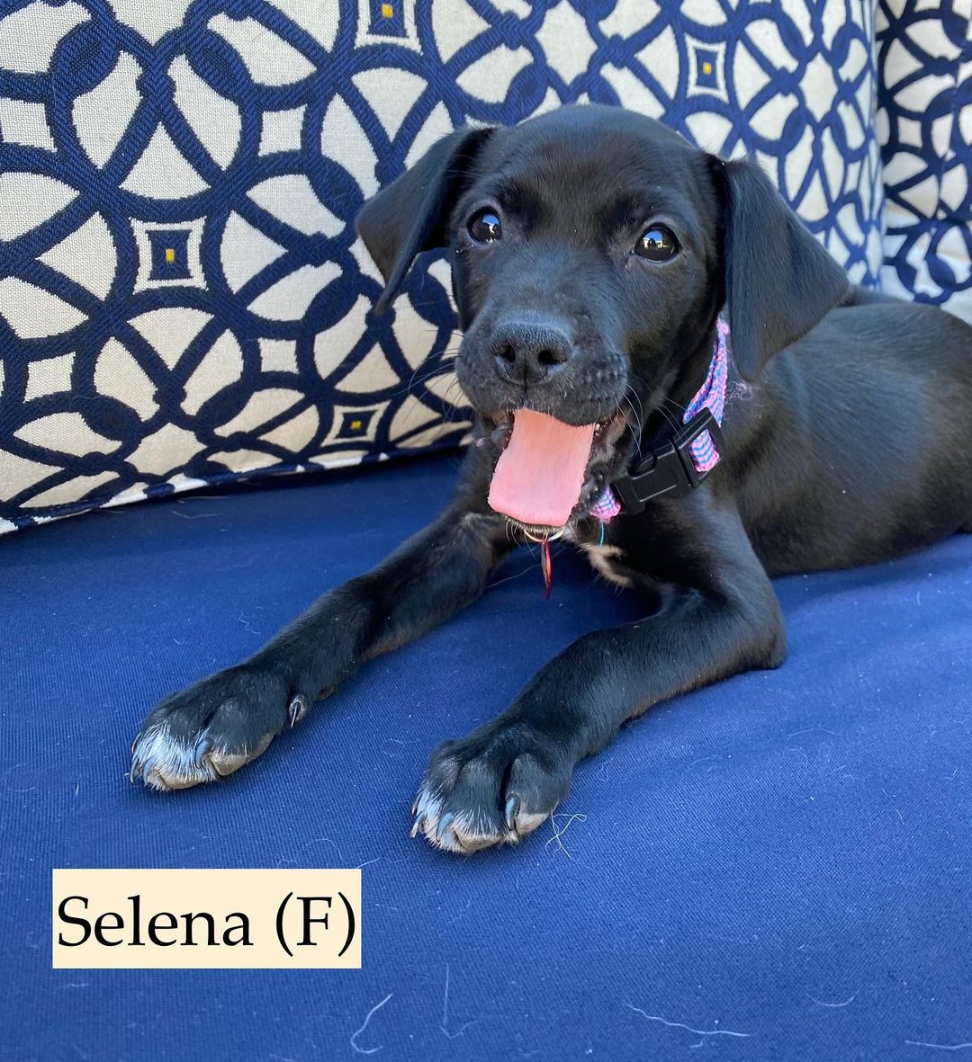 Hi, we are the girls from the “Latin” litter. We are 10 week old pittie/poodle mixes ready for our forever homes! 🐶💫

Our mom is a grey pittie (around 40 lbs) and our dad is a poodle (see picture attached), so we think we'll be about 30 lbs full grown! We were part of an accidental litter and almost ended up in the shelter with our mom before a kind lady stepped in and welcomed us into her home. 

She and her family (including 3 kids and 4 other doggos!) raised us for the past ten weeks, but knew she could not handle us anymore and entrusted HIT Living to place us with the best families! We are now split up in a few different foster homes while we wait for our new homes. We are all healthy, playful pups who love to play just as much as we love to cuddle with our people. 💛

HIT Living is looking for individuals or families who are willing to put in the time and effort to raise a puppy and who are ready to commit to loving us FOR LIFE! 

There’s 6 boys and 3 girls total. The puppies featured in this post are:

- J Lo (black/white, short hair)
- Shakira (white/tan, short hair)
- Selena (all black, short hair, runt)

Apply to adopt us at hitlivingfoundation.org

<a target='_blank' href='https://www.instagram.com/explore/tags/hitliving/'>#hitliving</a> <a target='_blank' href='https://www.instagram.com/explore/tags/foundlove/'>#foundlove</a> <a target='_blank' href='https://www.instagram.com/explore/tags/pitbullpuppies/'>#pitbullpuppies</a> <a target='_blank' href='https://www.instagram.com/explore/tags/pittiepuppy/'>#pittiepuppy</a> <a target='_blank' href='https://www.instagram.com/explore/tags/poodlepuppies/'>#poodlepuppies</a> <a target='_blank' href='https://www.instagram.com/explore/tags/poodlemix/'>#poodlemix</a> <a target='_blank' href='https://www.instagram.com/explore/tags/puppyoftheday/'>#puppyoftheday</a> <a target='_blank' href='https://www.instagram.com/explore/tags/puppiesofinsta/'>#puppiesofinsta</a> <a target='_blank' href='https://www.instagram.com/explore/tags/puppiesoftheday/'>#puppiesoftheday</a> <a target='_blank' href='https://www.instagram.com/explore/tags/losangeles/'>#losangeles</a> <a target='_blank' href='https://www.instagram.com/explore/tags/puppiesmakemehappy/'>#puppiesmakemehappy</a> <a target='_blank' href='https://www.instagram.com/explore/tags/sfv/'>#sfv</a>