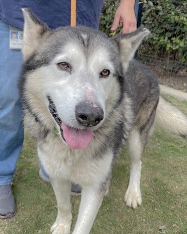 Remus is a 6 year old, 89 pound Alaskan Malamute that wants to find a foster or furever home!  He is new to WAMAL was a shelter favorite because he is so friendly. 
 
Remus is active and would enjoy hiking and playtimes. He loves to be out and about exploring. Remus loves meeting people and welcomes all the pets and love!

If you are interested in adopting Remus, please visit our website via the link in our bio and complete an online adoption form.

**Adoptable to WA and OR**

Please SHARE😊
•
•
•
<a target='_blank' href='https://www.instagram.com/explore/tags/pnwmalamuterescue/'>#pnwmalamuterescue</a> <a target='_blank' href='https://www.instagram.com/explore/tags/pnwdogs/'>#pnwdogs</a> <a target='_blank' href='https://www.instagram.com/explore/tags/seattledogs/'>#seattledogs</a> <a target='_blank' href='https://www.instagram.com/explore/tags/spokanedogs/'>#spokanedogs</a> <a target='_blank' href='https://www.instagram.com/explore/tags/portlanddogs/'>#portlanddogs</a> <a target='_blank' href='https://www.instagram.com/explore/tags/seattlemalamute/'>#seattlemalamute</a> <a target='_blank' href='https://www.instagram.com/explore/tags/malamuterescue/'>#malamuterescue</a> <a target='_blank' href='https://www.instagram.com/explore/tags/malamutelife/'>#malamutelife</a> <a target='_blank' href='https://www.instagram.com/explore/tags/malamutesofinstagram/'>#malamutesofinstagram</a>