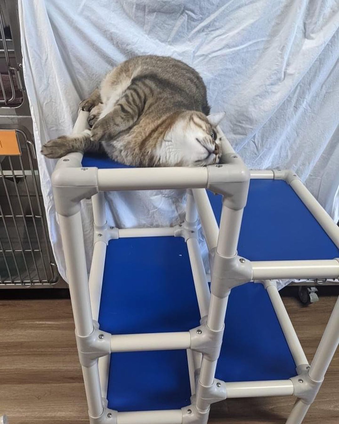 The cats are LOVING their new Kuranda beds! 

The tower is perfect for the cat room as it gives options for multiple cats to try it out, and it's vertical design doesn't take up lots of floor space. Joey was eager to test it out!

Huff is resting on his single cat bed, and we have made a hiding spot for him underneath should he need some quiet time. 

We are so humbled and happy that our supporters have made this possible for the cats that call the shelter home, for now and in the future! 

Kuranda ShelterBeds are durable, easy to clean and most importantly, provide comfort to the cats that don't have a home. 

To learn more about donating a @kuranda_shelterbeds check out shelterbeds.org

<a target='_blank' href='https://www.instagram.com/explore/tags/shelter/'>#shelter</a> <a target='_blank' href='https://www.instagram.com/explore/tags/sheltercats/'>#sheltercats</a> <a target='_blank' href='https://www.instagram.com/explore/tags/humanesociety/'>#humanesociety</a> <a target='_blank' href='https://www.instagram.com/explore/tags/donation/'>#donation</a> <a target='_blank' href='https://www.instagram.com/explore/tags/catsofinstagram/'>#catsofinstagram</a> <a target='_blank' href='https://www.instagram.com/explore/tags/adopt/'>#adopt</a> <a target='_blank' href='https://www.instagram.com/explore/tags/cat/'>#cat</a> <a target='_blank' href='https://www.instagram.com/explore/tags/rescue/'>#rescue</a> <a target='_blank' href='https://www.instagram.com/explore/tags/northumberlandcountyontario/'>#northumberlandcountyontario</a> <a target='_blank' href='https://www.instagram.com/explore/tags/porthopeontario/'>#porthopeontario</a>