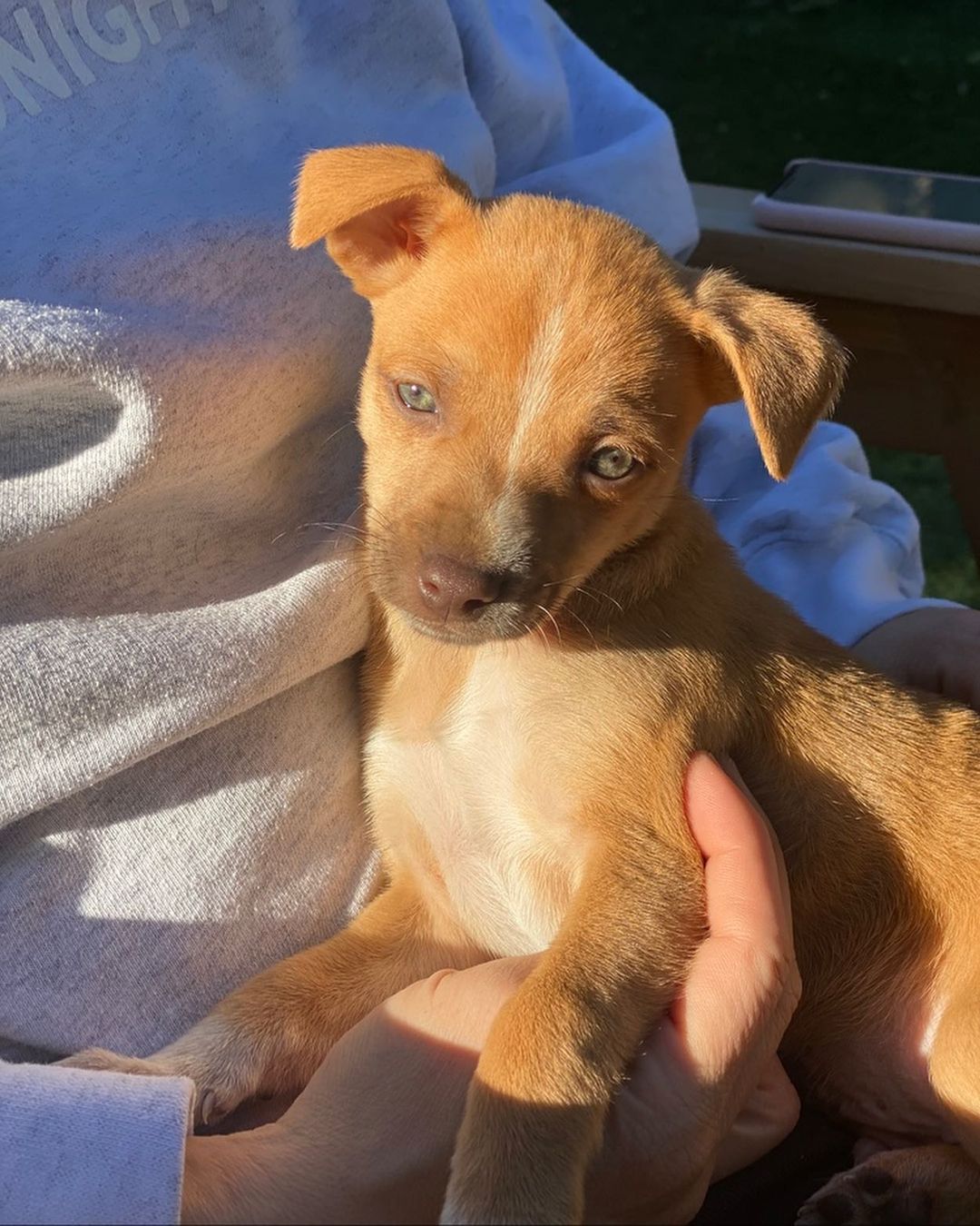 ⚠️ SAMANTHA & STEVE 👋🏻
🧡 Still need a home! 💕

💕 SAMANTHA - 8 week old, female, terrier mix. Expected to be 10-15 lbs fully grown. (Cream Coloring). 

Samantha is the princess of the bunch! She's the first one to be ready to play. She loves toys, to nibble just about anything, and most of all to snuggle. She's not afraid of anything. Even big dogs.  She's petite and precious. 

🧡 STEVE - 8 week old, male, terrier mix. Expected to be 10-15 lbs fully grown. (Brown Coloring). 

Steve is a very sweet boy who's always up for playtime and kisses!  He's got great energy and loves to be held.  He is great with kids and other dogs. 

To apply to adopt Steve or Samantha (or both!) into your home please submit an adoption application on our website! 

📮 WagmorPets.org/Adoption 

🧡👋🏻 Can’t adopt? Help us find these puppies a home by sharing this post with your friends and family! 

🐶 <a target='_blank' href='https://www.instagram.com/explore/tags/wagmorpets/'>#wagmorpets</a> <a target='_blank' href='https://www.instagram.com/explore/tags/puppiesforall/'>#puppiesforall</a> <a target='_blank' href='https://www.instagram.com/explore/tags/puppiesofinstagram/'>#puppiesofinstagram</a> <a target='_blank' href='https://www.instagram.com/explore/tags/terrierpuppy/'>#terrierpuppy</a> <a target='_blank' href='https://www.instagram.com/explore/tags/puppies/'>#puppies</a> <a target='_blank' href='https://www.instagram.com/explore/tags/dogs/'>#dogs</a> 🐶