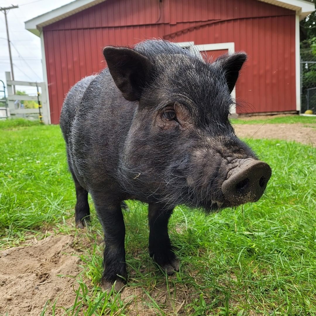 For this <a target='_blank' href='https://www.instagram.com/explore/tags/FarmAnimalFriday/'>#FarmAnimalFriday</a> we have Chief, our newest piggy resident here at the shelter! 

He was transferred to us from our local animal control. After taking some time getting used to the new farm, he now stays in our extra-large pig suite in our barn with our other two piggies Pearl and Wilbur! 

He's a Vietnamese Potbelly so he's much smaller than the average pig, and is between one and two years old! His favorite snacks include apple slices, carrots, and goldfish crackers!