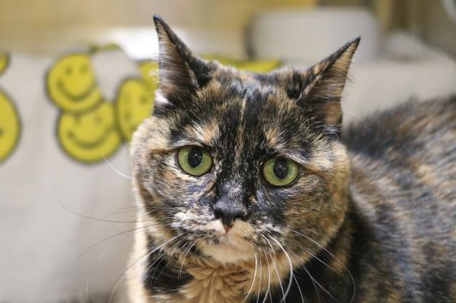 We have some cat-tastic and bow-WOW Waifs waiting to be adopted! Just in time for the holidays! Our Pet Adoption Center is open until 7:00pm today, and 10-5 Saturday and Sunday. 1/2 price adoptions for dogs and cats 5 months - 6 years of age.