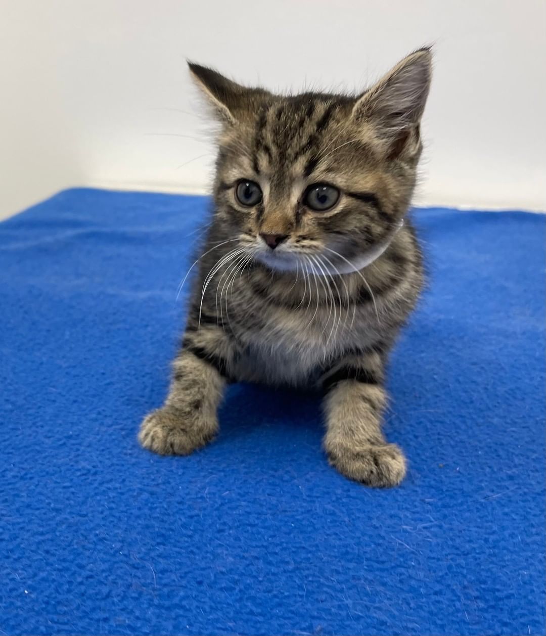 HOLIDAY KITTENS!
Take a sneak peak at a few of our kittens that will be ready for the holidays.  Check out our website on December 1 to find out more.  www.catrangers.org.