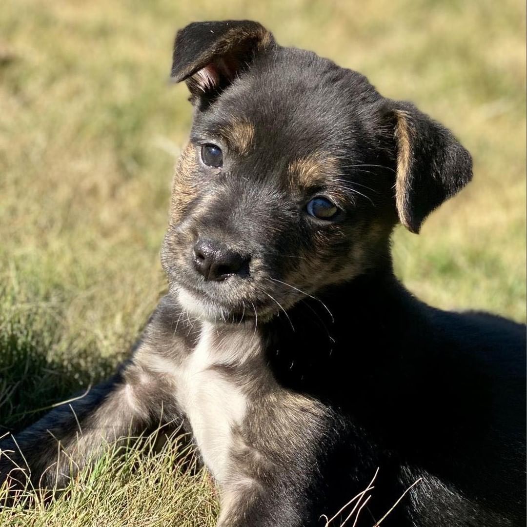 Update: Adopted! 🥳

Gulliver is a spunky pup found by himself in Guntersville and there’s no telling what adventures he had before coming to us! He’s a 2-month-old terrier mix hoping to score his home today at PetSmart Jones Valley from 12-3:30!

<a target='_blank' href='https://www.instagram.com/explore/tags/anewleashonlife/'>#anewleashonlife</a> <a target='_blank' href='https://www.instagram.com/explore/tags/anewleash/'>#anewleash</a> <a target='_blank' href='https://www.instagram.com/explore/tags/anlol/'>#anlol</a> <a target='_blank' href='https://www.instagram.com/explore/tags/adoptionevent/'>#adoptionevent</a> <a target='_blank' href='https://www.instagram.com/explore/tags/adoptables/'>#adoptables</a> <a target='_blank' href='https://www.instagram.com/explore/tags/adoptdontshop/'>#adoptdontshop</a>  <a target='_blank' href='https://www.instagram.com/explore/tags/rescuedismyfavoritebreed/'>#rescuedismyfavoritebreed</a> <a target='_blank' href='https://www.instagram.com/explore/tags/rescuedog/'>#rescuedog</a> <a target='_blank' href='https://www.instagram.com/explore/tags/spayandneuter/'>#spayandneuter</a> <a target='_blank' href='https://www.instagram.com/explore/tags/savethemall/'>#savethemall</a> <a target='_blank' href='https://www.instagram.com/explore/tags/choosetoadopt/'>#choosetoadopt</a> <a target='_blank' href='https://www.instagram.com/explore/tags/alabamaanimalrescue/'>#alabamaanimalrescue</a> <a target='_blank' href='https://www.instagram.com/explore/tags/adoptme/'>#adoptme</a> <a target='_blank' href='https://www.instagram.com/explore/tags/volunteer/'>#volunteer</a> <a target='_blank' href='https://www.instagram.com/explore/tags/foster/'>#foster</a> <a target='_blank' href='https://www.instagram.com/explore/tags/adoptpurelove/'>#adoptpurelove</a> <a target='_blank' href='https://www.instagram.com/explore/tags/huntsvilleal/'>#huntsvilleal</a> <a target='_blank' href='https://www.instagram.com/explore/tags/rescuepet/'>#rescuepet</a> <a target='_blank' href='https://www.instagram.com/explore/tags/rescuepetsofinstagram/'>#rescuepetsofinstagram</a>  <a target='_blank' href='https://www.instagram.com/explore/tags/rescue/'>#rescue</a> <a target='_blank' href='https://www.instagram.com/explore/tags/madisonal/'>#madisonal</a> <a target='_blank' href='https://www.instagram.com/explore/tags/northalabama/'>#northalabama</a>