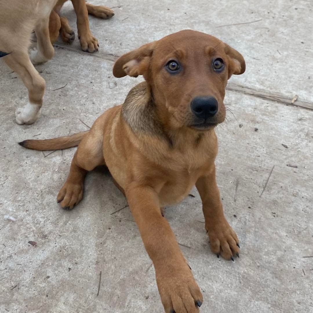 𝗠𝗘𝗘𝗧 𝗖𝗜𝗡𝗡𝗔𝗠𝗢𝗡!
Cinnamon is a part of the Grangerland litter, a litter of puppies found in Texas. She is playful and friendly, and looking for her forever home. Cinnamon loves affection and loves to cuddle up on the couch! 

Apply to foster or adopt her ⬇️
https://snarrnortheast.org/adopt/
https://snarrnortheast.org/foster

<a target='_blank' href='https://www.instagram.com/explore/tags/adoptdontshop/'>#adoptdontshop</a> <a target='_blank' href='https://www.instagram.com/explore/tags/rescue/'>#rescue</a> <a target='_blank' href='https://www.instagram.com/explore/tags/animallovers/'>#animallovers</a> <a target='_blank' href='https://www.instagram.com/explore/tags/dog/'>#dog</a> <a target='_blank' href='https://www.instagram.com/explore/tags/love/'>#love</a> <a target='_blank' href='https://www.instagram.com/explore/tags/dogrescue/'>#dogrescue</a> <a target='_blank' href='https://www.instagram.com/explore/tags/rescuedog/'>#rescuedog</a> <a target='_blank' href='https://www.instagram.com/explore/tags/adopt/'>#adopt</a> <a target='_blank' href='https://www.instagram.com/explore/tags/fosteringsaveslives/'>#fosteringsaveslives</a> <a target='_blank' href='https://www.instagram.com/explore/tags/doglover/'>#doglover</a> <a target='_blank' href='https://www.instagram.com/explore/tags/snarrnortheastrescue/'>#snarrnortheastrescue</a> <a target='_blank' href='https://www.instagram.com/explore/tags/givinghopetothehopeless/'>#givinghopetothehopeless</a> <a target='_blank' href='https://www.instagram.com/explore/tags/secondchances/'>#secondchances</a>