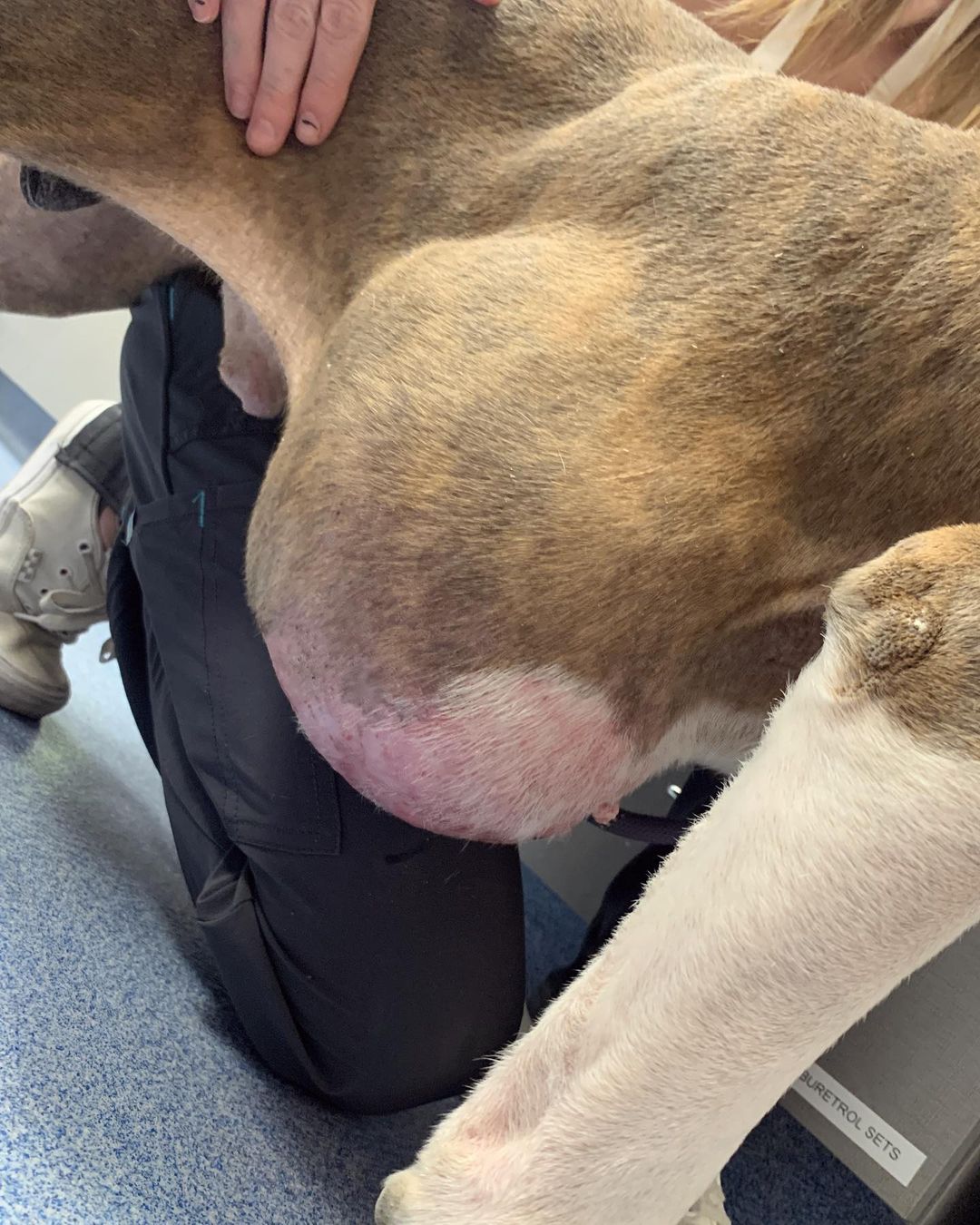 <a target='_blank' href='https://www.instagram.com/explore/tags/A5444139/'>#A5444139</a> 💜💜💜 Ghost is free, but our work is not even close to over. We went to corona animal emergency first for an exam, if he needed emergency surgery and so that they can lead us in the right direction as we’ve had really good experience with them in the past. 

Based just on x rays, looking and feeling the tumor, the doctor said it is very likely that it is a local malignant tumor, BUT we can’t know for certain if it metastasized in that area until we go get a ct scan which at vca is about $3,500 and then operate and biopsy which we are probably looking at anywhere between 4 to  6k for surgery. We will have more precise numbers once we get his appointment set which we wont be able to reach anyone until tomorrow. We just know it’s going to be even more than we expected. 

On a brighter note, he is absolutely the sweetest boy. He was giving kisses and had his head on my shoulder the entire drive to the hospital🥰 He is now going to get to rest at his loving foster home. 

He was scheduled to die on Friday bcuz the shelter said he was suffering. When we asked for more time to raise funds, once again it was “now or never.”🤦🏼‍♀️ They basically gave us 2 days so we took a chance in hopes that our good karma will pay off and we will have the financial support we need🙏🏼💕 

All he wants to do is explore everything and give kisses😭 Ghost deserves a fighting chance at life❤️🙏🏼 If you pledged towards his medical, please honor it. Our expenses are already through the roof and the amount of dogs we’ve pulled over the last few weeks alone requires so much and we can only keep doing what we are doing with the support of the beautiful likeminded humans who want to give these guys their best chance at the life they deserve. Thank you!! ❤️❤️❤️

Venmo: underdog-heroes
Paypal & zelle: info@underdogheroes.org
Mail a check: 19069 Van Buren blvd. Ste 114 pmb 144 Riverside, Ca. 92508