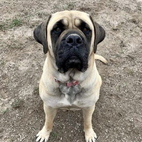 COCO is a very friendly female 3 year old AKC registered Mastiff that weighs 170 pounds. Housebroken!

Coco takes a little bit of time to warm up to new people (she barks at strangers like most dogs) but once she does, you have a yourself a new forever friend!!!

Coco is good with children as she was raised in a family with young children.

This gal likes other dogs of all sizes. A Meet and Greet is always recommended if there is another dog in the household. Cats are unknown.

Coco loves to run and play although she does not require a lot of daily exercise.

Coco is used to being in a home and hopes to find her new forever home and family very soon.