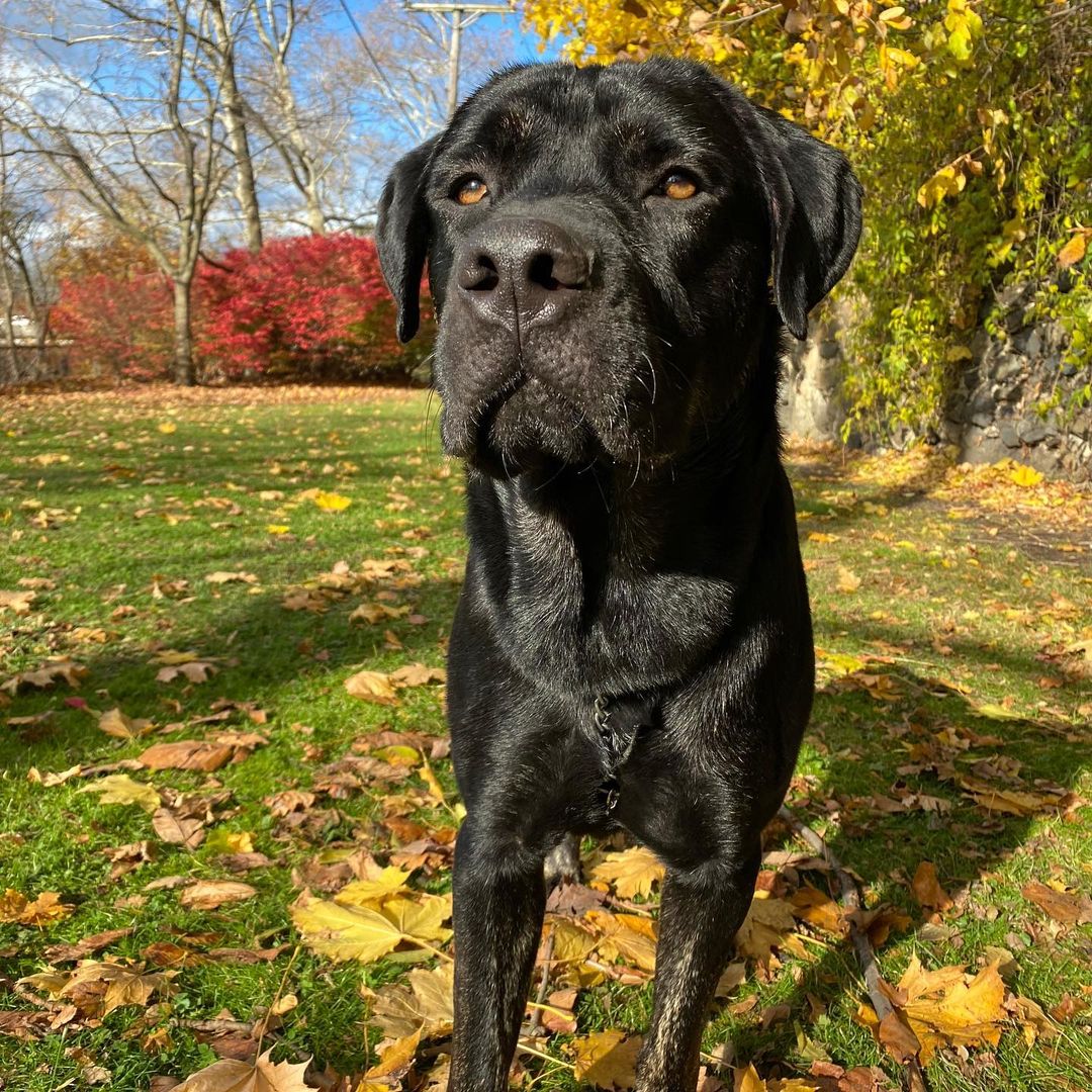 Meet Solo! A <a target='_blank' href='https://www.instagram.com/explore/tags/CaneCorso/'>#CaneCorso</a> mix this guy is true to his breed; weary of strangers but putty in your hand once he trusts you. Solo is a large puppy, still learning manners, gaining confidence and navigating life with a rough start. He is about 90lbs and still growing, so a large breed experienced home is required. Smart and eager to please Solo has shown us he wants to be the goodest boy, he knows sit, is working on down and most of the time walks in a perfect heel. Solo loves to play with dogs of all sizes but may be a bit much for dogs under 30lbs, he has zero body awareness and those giant paws may accidentally hurt a small dog. Fully vetted, and ready to go home Solo is looking for an adult only/older teen home, a dog companion would be fantastic and we have not yet cat tested him. 
🐾
Follow the link in our bio to apply for Solo or one of our other great dogs. We have some dogs looking for homes with a bunch more arriving next weekend (click the Coming Soon button to see them!). 
:
:
:
<a target='_blank' href='https://www.instagram.com/explore/tags/canecorsopuppy/'>#canecorsopuppy</a> <a target='_blank' href='https://www.instagram.com/explore/tags/canecorsoofinstagram/'>#canecorsoofinstagram</a> <a target='_blank' href='https://www.instagram.com/explore/tags/mutt/'>#mutt</a> <a target='_blank' href='https://www.instagram.com/explore/tags/goodboy/'>#goodboy</a> <a target='_blank' href='https://www.instagram.com/explore/tags/lab/'>#lab</a> <a target='_blank' href='https://www.instagram.com/explore/tags/labrador/'>#labrador</a> <a target='_blank' href='https://www.instagram.com/explore/tags/labmix/'>#labmix</a> <a target='_blank' href='https://www.instagram.com/explore/tags/bigboy/'>#bigboy</a> <a target='_blank' href='https://www.instagram.com/explore/tags/adopt/'>#adopt</a> <a target='_blank' href='https://www.instagram.com/explore/tags/adoptdontshop/'>#adoptdontshop</a> <a target='_blank' href='https://www.instagram.com/explore/tags/adoption/'>#adoption</a> <a target='_blank' href='https://www.instagram.com/explore/tags/rescue/'>#rescue</a> <a target='_blank' href='https://www.instagram.com/explore/tags/rescuedog/'>#rescuedog</a> <a target='_blank' href='https://www.instagram.com/explore/tags/rescuedogsofinstagram/'>#rescuedogsofinstagram</a> <a target='_blank' href='https://www.instagram.com/explore/tags/rescued/'>#rescued</a> <a target='_blank' href='https://www.instagram.com/explore/tags/rescuedismyfavoritebreed/'>#rescuedismyfavoritebreed</a> <a target='_blank' href='https://www.instagram.com/explore/tags/cute/'>#cute</a> <a target='_blank' href='https://www.instagram.com/explore/tags/blacklab/'>#blacklab</a> <a target='_blank' href='https://www.instagram.com/explore/tags/blackdog/'>#blackdog</a> <a target='_blank' href='https://www.instagram.com/explore/tags/dog/'>#dog</a> <a target='_blank' href='https://www.instagram.com/explore/tags/dogmom/'>#dogmom</a> <a target='_blank' href='https://www.instagram.com/explore/tags/dogdad/'>#dogdad</a> <a target='_blank' href='https://www.instagram.com/explore/tags/dogsofinstagram/'>#dogsofinstagram</a> <a target='_blank' href='https://www.instagram.com/explore/tags/autumn/'>#autumn</a> <a target='_blank' href='https://www.instagram.com/explore/tags/fall/'>#fall</a> <a target='_blank' href='https://www.instagram.com/explore/tags/photooftheday/'>#photooftheday</a> <a target='_blank' href='https://www.instagram.com/explore/tags/dogslife/'>#dogslife</a> <a target='_blank' href='https://www.instagram.com/explore/tags/dogoftheday/'>#dogoftheday</a> <a target='_blank' href='https://www.instagram.com/explore/tags/mastiff/'>#mastiff</a>