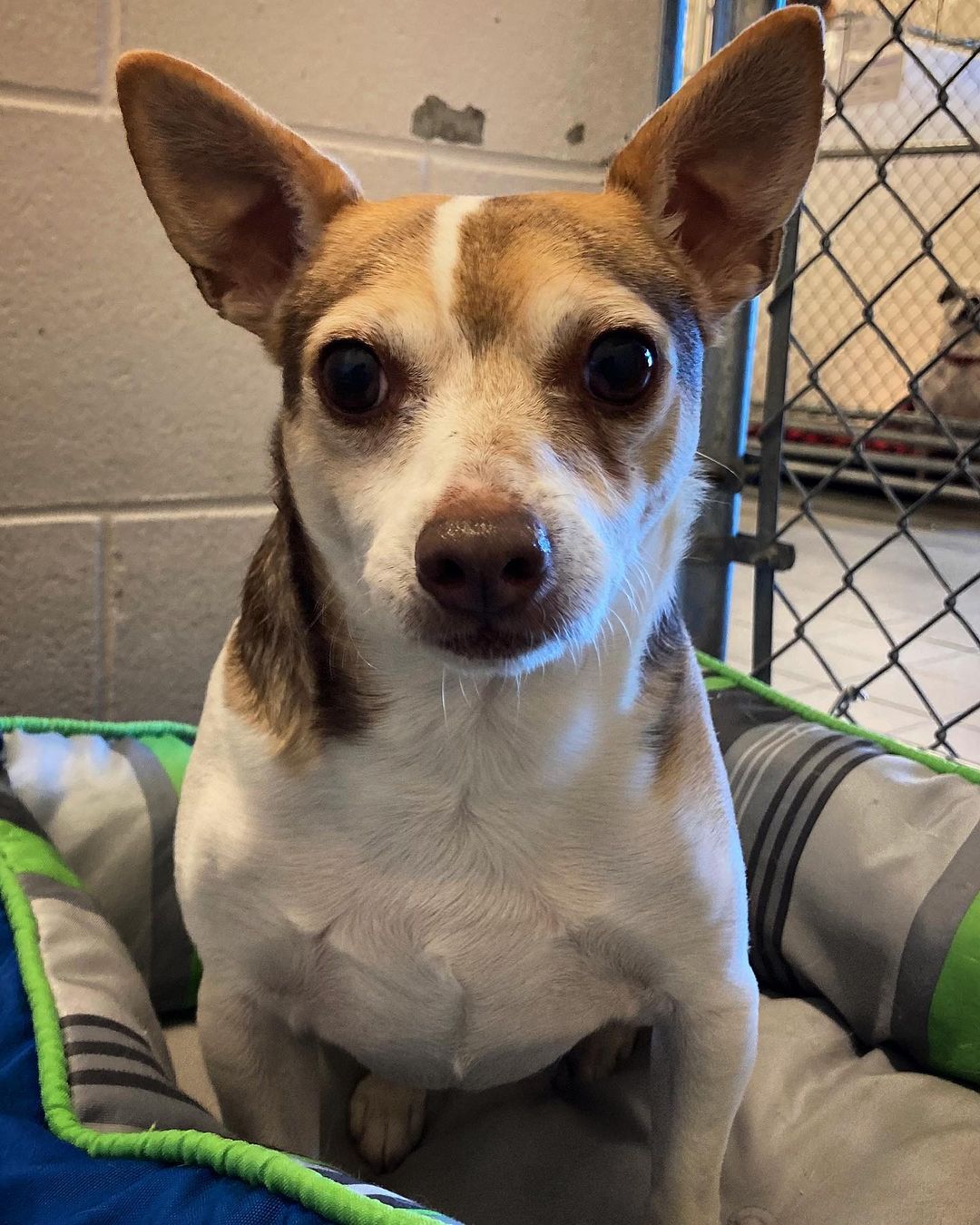 Adagio is just patiently waiting for his forever home to find him. ❤️ He was rescued from a dog hoarding case and is the gentlest little gentleman. 🐕

Wanna meet him? Call 231-946-5116 to set up a time to see if he’s the right fit for you! ❤️ Or check out his bio and our other dogs for adoption at Cherrylandhumane.org/adopt 

<a target='_blank' href='https://www.instagram.com/explore/tags/cherrylandhumanesociety/'>#cherrylandhumanesociety</a> <a target='_blank' href='https://www.instagram.com/explore/tags/adoptcherryland/'>#adoptcherryland</a> <a target='_blank' href='https://www.instagram.com/explore/tags/adoptadog/'>#adoptadog</a> <a target='_blank' href='https://www.instagram.com/explore/tags/gentleman/'>#gentleman</a> <a target='_blank' href='https://www.instagram.com/explore/tags/sweetpup/'>#sweetpup</a> <a target='_blank' href='https://www.instagram.com/explore/tags/adoptdontshop/'>#adoptdontshop</a> <a target='_blank' href='https://www.instagram.com/explore/tags/smalldog/'>#smalldog</a> <a target='_blank' href='https://www.instagram.com/explore/tags/adopteddogsofinstagram/'>#adopteddogsofinstagram</a>