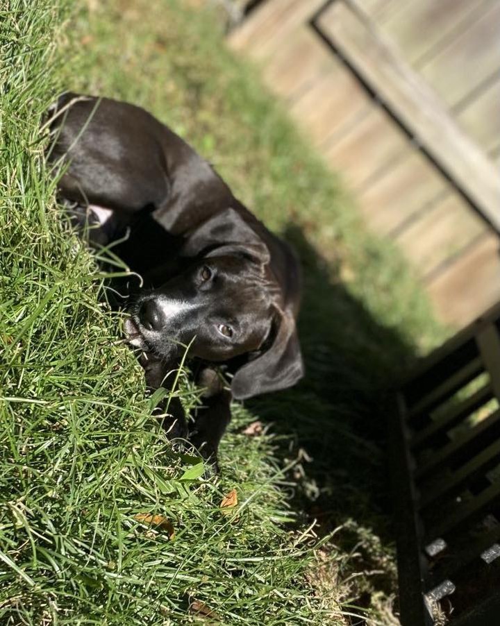 Hi everyone, I’m Ares, a TOTAL sweetheart. My siblings and I were rescued from Home Depot. I’m about 12 weeks old. I’m a sweet and submissive boy. I love playing with my sister Nyx and cuddling. I recently picked up a hobby of playing in my water bowl. I am learning potty training and improving each day! I get along with dogs and cats. Also, if you’re looking for a cuddle buddy i’m your guy! Can’t wait to find my forever home. 

Please note: as with most rescue puppies, we have no way to guarantee this puppy’s breed or size potential. 

PLEASE READ BELOW:

If you are interested in meeting and/or adopting, the first step is to please visit our website to complete an application and read all of our FAQs: https://www.takepawsrescue.org/adopt 

<a target='_blank' href='https://www.instagram.com/explore/tags/adoptdontshop/'>#adoptdontshop</a> <a target='_blank' href='https://www.instagram.com/explore/tags/spayandneuter/'>#spayandneuter</a> <a target='_blank' href='https://www.instagram.com/explore/tags/rescuedogsofinstagram/'>#rescuedogsofinstagram</a> <a target='_blank' href='https://www.instagram.com/explore/tags/rescuedismyfavoritebreed/'>#rescuedismyfavoritebreed</a> <a target='_blank' href='https://www.instagram.com/explore/tags/adoptme/'>#adoptme</a> <a target='_blank' href='https://www.instagram.com/explore/tags/noladogs/'>#noladogs</a> <a target='_blank' href='https://www.instagram.com/explore/tags/nola/'>#nola</a> <a target='_blank' href='https://www.instagram.com/explore/tags/neworleans/'>#neworleans</a> <a target='_blank' href='https://www.instagram.com/explore/tags/louisiana/'>#louisiana</a>  <a target='_blank' href='https://www.instagram.com/explore/tags/adoptablackdog/'>#adoptablackdog</a>