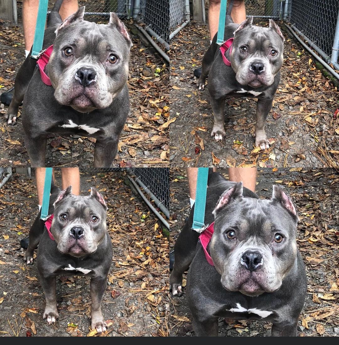 Mable is the smiling grey lovebug you've been searching for. This adult female Staffordshire mix Mable came to us as a stray, but one look at her and you'd hardly be able to tell. 

Mable walks around the shelter like she owns the place, hence her bossy personality. She is very outgoing and will be happy to show you as she barrels into your legs head first. 

She was adopted from us to a very nice family with another dog.  What we found out was that although doggie OK - Mable wants to be the only dog in the home. 

Mable can do well with kids 13 and up. Her family should also be experienced with dogs who can be stubborn. 

If your interested in this little miss she is available for a meet and greet. We're at the shelter ready to meet you between 12 - 4 daily. 

Email our office for the application and we can schedule you an appointment if you like! tintonfallsahs@ahsppz.org