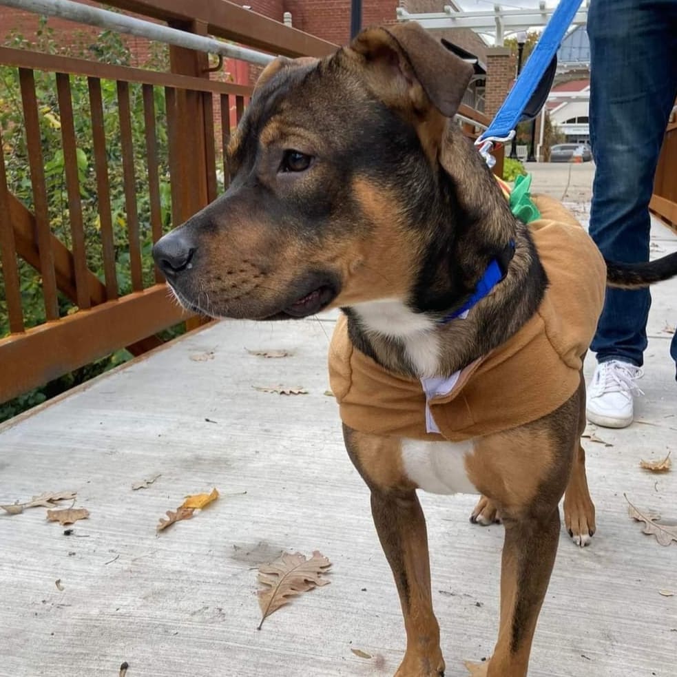 Well hello handsome!! 😍

Brogan is a oneish year old love bug who has moments of being a lottle rambunctious! He weighs around 40 lbs and is listed as a shepherd mix.

He is a very playful, sweet guy who follows you from room to room. He has a medium-high energy level and needs a couple big walks and playtime daily.  He loves to wrestle with his doggy foster siblings and will bark at them to get them to play more. He also loves fetch and going for walks. Once you get all his energy out, he's a big cuddler and loves to snuggle right next to you!

If he doesn’t get enough exercise, his rambunctious side comes out and he can get into things he shouldn’t! He responds very well when his foster parents tell him “no” and he’s learning all about manners. 

He does a great job going to the bathroom outside and he's also a rockstar in a crate. He goes in no problem and sleeps quietly in it when we are gone and at night.  This sweet boy is hoping to find his family soon!

<a target='_blank' href='https://www.instagram.com/explore/tags/adoptdontshop/'>#adoptdontshop</a> <a target='_blank' href='https://www.instagram.com/explore/tags/rescuedogsofinstagram/'>#rescuedogsofinstagram</a>
<a target='_blank' href='https://www.instagram.com/explore/tags/sweetpup/'>#sweetpup</a>
<a target='_blank' href='https://www.instagram.com/explore/tags/mke/'>#mke</a>
<a target='_blank' href='https://www.instagram.com/explore/tags/mkepup/'>#mkepup</a>
<a target='_blank' href='https://www.instagram.com/explore/tags/wisconsinrescue/'>#wisconsinrescue</a>
<a target='_blank' href='https://www.instagram.com/explore/tags/lovedogs/'>#lovedogs</a>
<a target='_blank' href='https://www.instagram.com/explore/tags/dogsofinstagram/'>#dogsofinstagram</a>
<a target='_blank' href='https://www.instagram.com/explore/tags/dogrescue/'>#dogrescue</a>
<a target='_blank' href='https://www.instagram.com/explore/tags/doglovers/'>#doglovers</a>
<a target='_blank' href='https://www.instagram.com/explore/tags/handsome/'>#handsome</a>
<a target='_blank' href='https://www.instagram.com/explore/tags/adopt/'>#adopt</a>
<a target='_blank' href='https://www.instagram.com/explore/tags/family/'>#family</a>
<a target='_blank' href='https://www.instagram.com/explore/tags/wisconsin/'>#wisconsin</a>
<a target='_blank' href='https://www.instagram.com/explore/tags/foster/'>#foster</a>
<a target='_blank' href='https://www.instagram.com/explore/tags/rescue/'>#rescue</a>
<a target='_blank' href='https://www.instagram.com/explore/tags/love/'>#love</a>