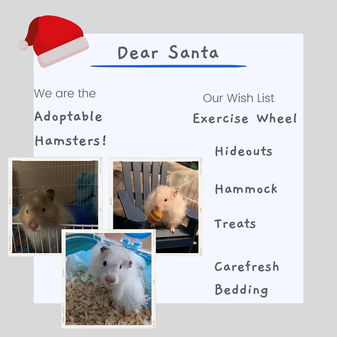 Our Pocket Pets have lists for Santa too! ☃️

We currently have several rabbits, hamsters and guinea pigs either in the shelter, a foster home, or at a pet store for adoption! 

No matter where these guys are for the holidays, we will ensure their stocking gets delivered!

<a target='_blank' href='https://www.instagram.com/explore/tags/pocketpets/'>#pocketpets</a> <a target='_blank' href='https://www.instagram.com/explore/tags/hamstersofinstagram/'>#hamstersofinstagram</a> <a target='_blank' href='https://www.instagram.com/explore/tags/guineapigsofinstagram/'>#guineapigsofinstagram</a> <a target='_blank' href='https://www.instagram.com/explore/tags/rabbitsofinstagram/'>#rabbitsofinstagram</a> <a target='_blank' href='https://www.instagram.com/explore/tags/foster/'>#foster</a> <a target='_blank' href='https://www.instagram.com/explore/tags/hay/'>#hay</a> <a target='_blank' href='https://www.instagram.com/explore/tags/enrichment/'>#enrichment</a> <a target='_blank' href='https://www.instagram.com/explore/tags/northumberlandhumanesociety/'>#northumberlandhumanesociety</a>