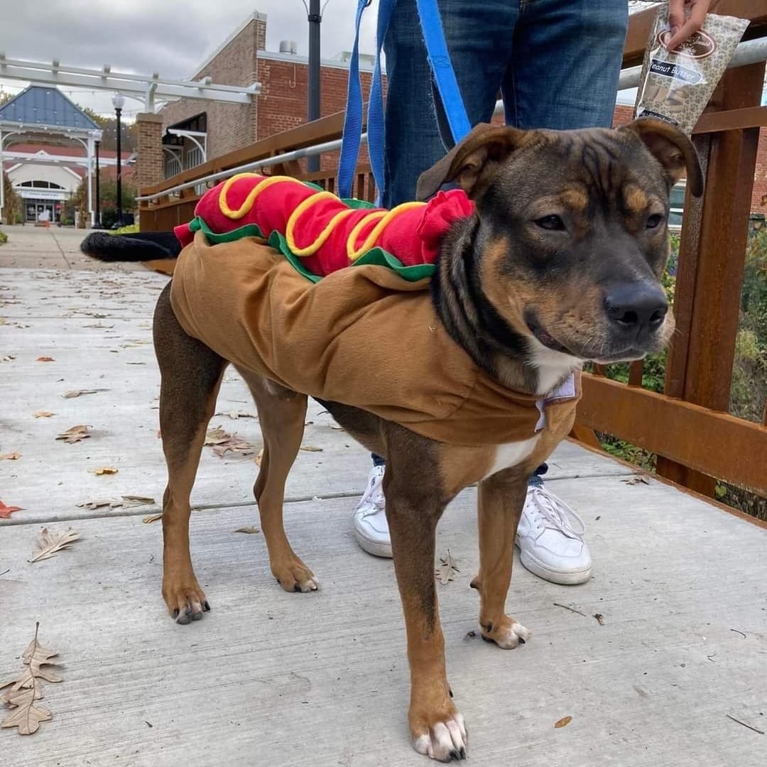 Well hello handsome!! 😍

Brogan is a oneish year old love bug who has moments of being a lottle rambunctious! He weighs around 40 lbs and is listed as a shepherd mix.

He is a very playful, sweet guy who follows you from room to room. He has a medium-high energy level and needs a couple big walks and playtime daily.  He loves to wrestle with his doggy foster siblings and will bark at them to get them to play more. He also loves fetch and going for walks. Once you get all his energy out, he's a big cuddler and loves to snuggle right next to you!

If he doesn’t get enough exercise, his rambunctious side comes out and he can get into things he shouldn’t! He responds very well when his foster parents tell him “no” and he’s learning all about manners. 

He does a great job going to the bathroom outside and he's also a rockstar in a crate. He goes in no problem and sleeps quietly in it when we are gone and at night.  This sweet boy is hoping to find his family soon!

<a target='_blank' href='https://www.instagram.com/explore/tags/adoptdontshop/'>#adoptdontshop</a> <a target='_blank' href='https://www.instagram.com/explore/tags/rescuedogsofinstagram/'>#rescuedogsofinstagram</a>
<a target='_blank' href='https://www.instagram.com/explore/tags/sweetpup/'>#sweetpup</a>
<a target='_blank' href='https://www.instagram.com/explore/tags/mke/'>#mke</a>
<a target='_blank' href='https://www.instagram.com/explore/tags/mkepup/'>#mkepup</a>
<a target='_blank' href='https://www.instagram.com/explore/tags/wisconsinrescue/'>#wisconsinrescue</a>
<a target='_blank' href='https://www.instagram.com/explore/tags/lovedogs/'>#lovedogs</a>
<a target='_blank' href='https://www.instagram.com/explore/tags/dogsofinstagram/'>#dogsofinstagram</a>
<a target='_blank' href='https://www.instagram.com/explore/tags/dogrescue/'>#dogrescue</a>
<a target='_blank' href='https://www.instagram.com/explore/tags/doglovers/'>#doglovers</a>
<a target='_blank' href='https://www.instagram.com/explore/tags/handsome/'>#handsome</a>
<a target='_blank' href='https://www.instagram.com/explore/tags/adopt/'>#adopt</a>
<a target='_blank' href='https://www.instagram.com/explore/tags/family/'>#family</a>
<a target='_blank' href='https://www.instagram.com/explore/tags/wisconsin/'>#wisconsin</a>
<a target='_blank' href='https://www.instagram.com/explore/tags/foster/'>#foster</a>
<a target='_blank' href='https://www.instagram.com/explore/tags/rescue/'>#rescue</a>
<a target='_blank' href='https://www.instagram.com/explore/tags/love/'>#love</a>