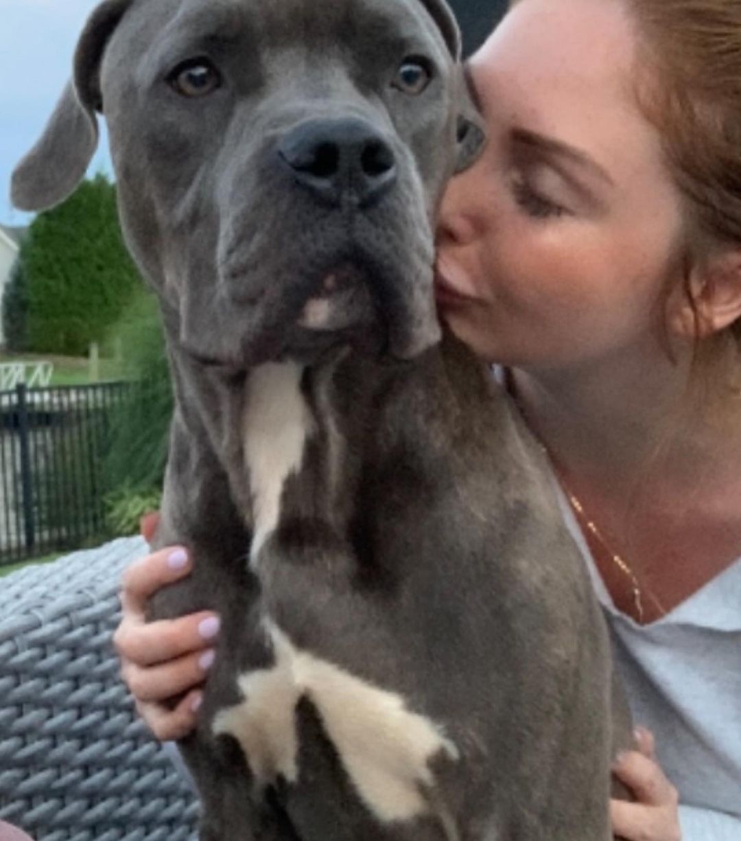 You may recognize this friendly face as Buddha, the stunning Cane Corso in need of life-saving gastrointestinal surgery this summer. When we found out this young 1-year-old boy needed this surgery, we knew the only answer was to do the surgery and worry about funds later. Well fast forward a few months later, Buddha (now Apollo) was adopted by an amazing family who loves him unconditionally. The loving bond Buddha has with his family is so beautiful to witness, it brings a tear to our eye that he could've missed out on it. Since his adoption in July, Buddha has been having a grand old time with his family taking extra long relaxing snoozes on the comfy couch and gaining 30LBS!!. Buddha's family has expressed so much gratitude for providing Buddha with his vital surgery - but really it's through the generous donations of our supporters that we are privileged to care for animals in need like Buddha and so many more. Continue to donate to animals just like Buddha through our ResQ Fund so we can keep making miracles happen! 

THE DONATION LINK IS UP IN OUR BIO 

https://ahs.givecloud.co/product/GivingTuesday/giving-tuesday

<a target='_blank' href='https://www.instagram.com/explore/tags/adoptdontshop/'>#adoptdontshop</a>  <a target='_blank' href='https://www.instagram.com/explore/tags/GivingTuesday/'>#GivingTuesday</a>  <a target='_blank' href='https://www.instagram.com/explore/tags/animalrescue/'>#animalrescue</a>