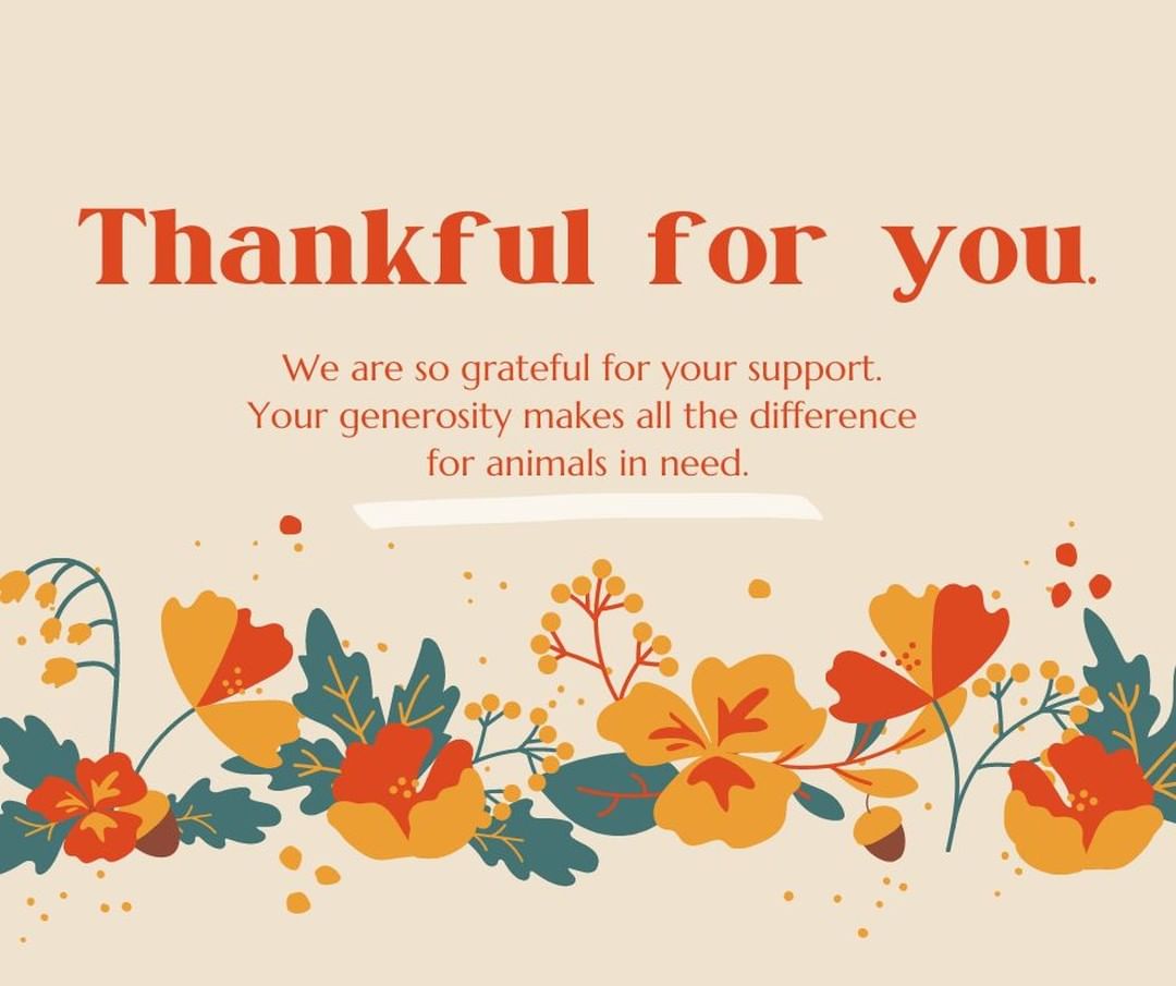 Today is a day of giving thanks and there's nothing we're more thankful for than you. We are lucky to be a part of such a compassionate community. Pets are family and we are so grateful we can count on you to support us in connecting animals in need with people to love. Your generosity truly makes all the difference. Thank you!

<a target='_blank' href='https://www.instagram.com/explore/tags/adirondacks/'>#adirondacks</a> <a target='_blank' href='https://www.instagram.com/explore/tags/adk/'>#adk</a> <a target='_blank' href='https://www.instagram.com/explore/tags/thankful/'>#thankful</a> <a target='_blank' href='https://www.instagram.com/explore/tags/trilakeshumanesociety/'>#trilakeshumanesociety</a> <a target='_blank' href='https://www.instagram.com/explore/tags/savinglittlelives/'>#savinglittlelives</a> <a target='_blank' href='https://www.instagram.com/explore/tags/saranaclake/'>#saranaclake</a> <a target='_blank' href='https://www.instagram.com/explore/tags/saranaclakeny/'>#saranaclakeny</a> <a target='_blank' href='https://www.instagram.com/explore/tags/tupperlake/'>#tupperlake</a> <a target='_blank' href='https://www.instagram.com/explore/tags/tupperlakeny/'>#tupperlakeny</a> <a target='_blank' href='https://www.instagram.com/explore/tags/lakeplacid/'>#lakeplacid</a> <a target='_blank' href='https://www.instagram.com/explore/tags/lakeplacidny/'>#lakeplacidny</a> <a target='_blank' href='https://www.instagram.com/explore/tags/compassionforanimals/'>#compassionforanimals</a> <a target='_blank' href='https://www.instagram.com/explore/tags/community/'>#community</a> <a target='_blank' href='https://www.instagram.com/explore/tags/petsarefamily/'>#petsarefamily</a>