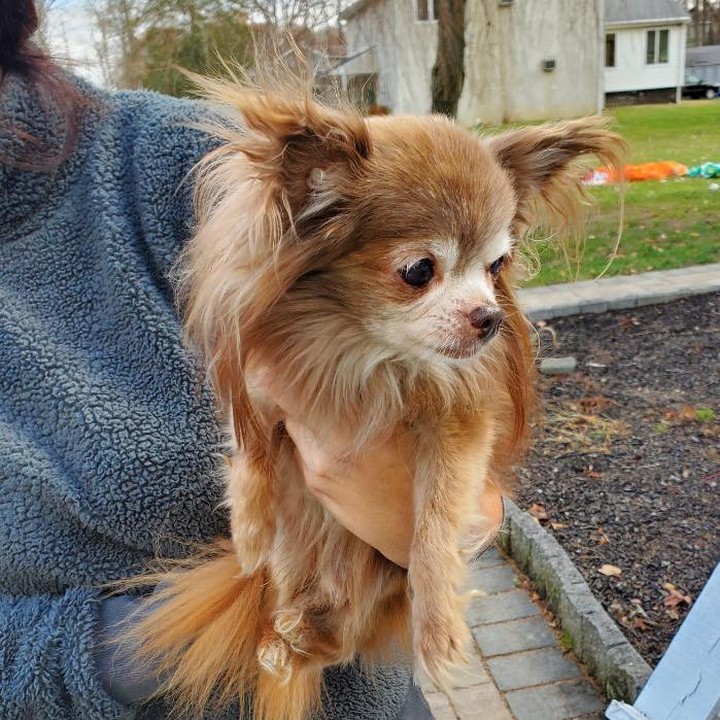 Update-REUNITED WITH OWNER. 
‼️ FOUND DOG ‼️
Make, long haired chihuahua found on Edgebrook Road. Please contact the shelter if this is your dog. 
📞 608-890-3550