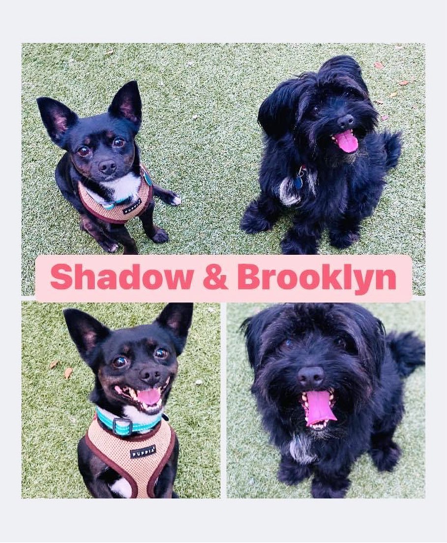 Come meet Shadow & Brooklyn at Petsmart Fort Lauderdale ( 1700 N Fed Hwy) TODAY, 11/27 from 12-2pm. These bonded boys are about 2yrs old and sweet as can be and are looking for a home together. 🐶💙🐶