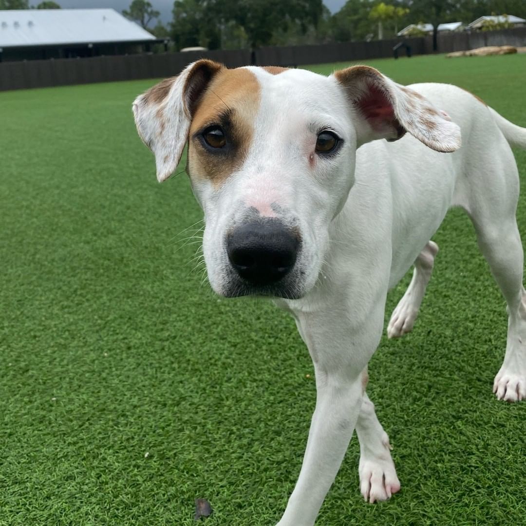 Hi! My name is Queva, a 3yr old hound mix. I am pretty shy at first but don't let that fool you... I love people and enjoy getting and giving tons of love! I am dog friendly and I think it would be so cool to have another dog sibling in my new home. Even though I am shy around humans, I really like playing with other dogs so trips to the dog park or play dates with doggie friends would be awesome!

I like to play ball, I am good on a leash, and with a little training and time I bet I could learn all kinds of neat tricks! An active owner would be ideal and a family with older kids could be really fun! I am such a sweet girl with so much love to give, I promise if you have a little patience while I learn that my humans are kind you will have a faithful, fun, social companion at home and to take on adventures of all sorts!

Meet me when you submit an application at www.bdrr.org/adopt!