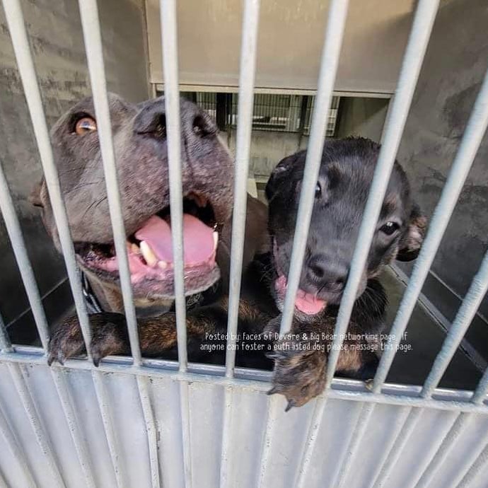 *****Please Share*****

EMERGENCY THANKSGIVING RESCUE ❤️🙏

This poor little 3-year-old girl found herself and her 13-week-old baby at one of the highest kill shelters in L.A., Devore. They named her CRACKLE, and her puppy, SIZZLE. There was the sweetest video of Crackle and Sizzle, playing together in their little kennel at the shelter. Then sadly, the shelter adopted out her baby, Sizzle, and red listed Momma Crackle for euthanasia.

It was Thanksgiving… and my heart was breaking for this sweet Momma, who clearly had been used as a breeding machine. I’m so happy to tell you that we rescued Crackle, and she is safe with us!!!

Crackle needs to see a vet and get all her shots, and as soon as she is cleared for surgery, we will have her spayed. We are committed to finding her the loving forever home she so deserves!

With Gratitude,
Maripat

Please help us raise donations for Crackle’s medical care🙏

PAYPAL: If you have a PayPal account, login and PayPal us at: AllForLoveAnimalRescue@gmail.com 
(Please mark, “sending money to family or friends” so no fees are taken out)
CHECKS: All For Love Animal Rescue (AFLAR), c/o Kelly Stoner, 69 Mountain Shadow Rd, Wofford Heights, CA 93285
WEBSITE: You can donate by Credit Card or PayPal through our website: AllForLoveAnimalRescue.org

ALL FOR LOVE ANIMAL RESCUE (AFLAR) is a 501c3 nonprofit all volunteer animal rescue organization, and we depend 100% on charitable donations to rescue, vet, board, train, and provide medical care for all our dogs. Without donations, we cannot continue our life-saving work.