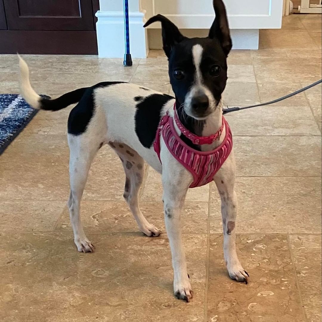 Hey hey, here’s JJ - She’s an 8 month old rat terrier mix puppy. She is full of energy and is a fun little girl, weighing about 8 lbs. She does well with dogs her own size, big dogs scare her. She is 90% potty trained and just needs a little more time.  JJ would be fine with kids over 7 years old. If you would like to meet JJ, please complete an application:

https://thefarmdogrescue.com/farm/adopt-application/