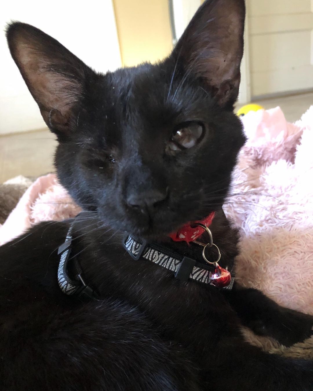 A cause worth donating to❤️ <a target='_blank' href='https://www.instagram.com/explore/tags/Givingtuesday/'>#Givingtuesday</a> (November 30), is a day to give a gift that impacts the lives of orphaned kittens/moms/cats/puppies—right in your community. This year you can help support the excellent work we have been doing @ TCKR. We love that we can provide aid to cats and help and give them a chance to find homes. —Thank you for your continued love and support as we enter the Christmas season. 🎄