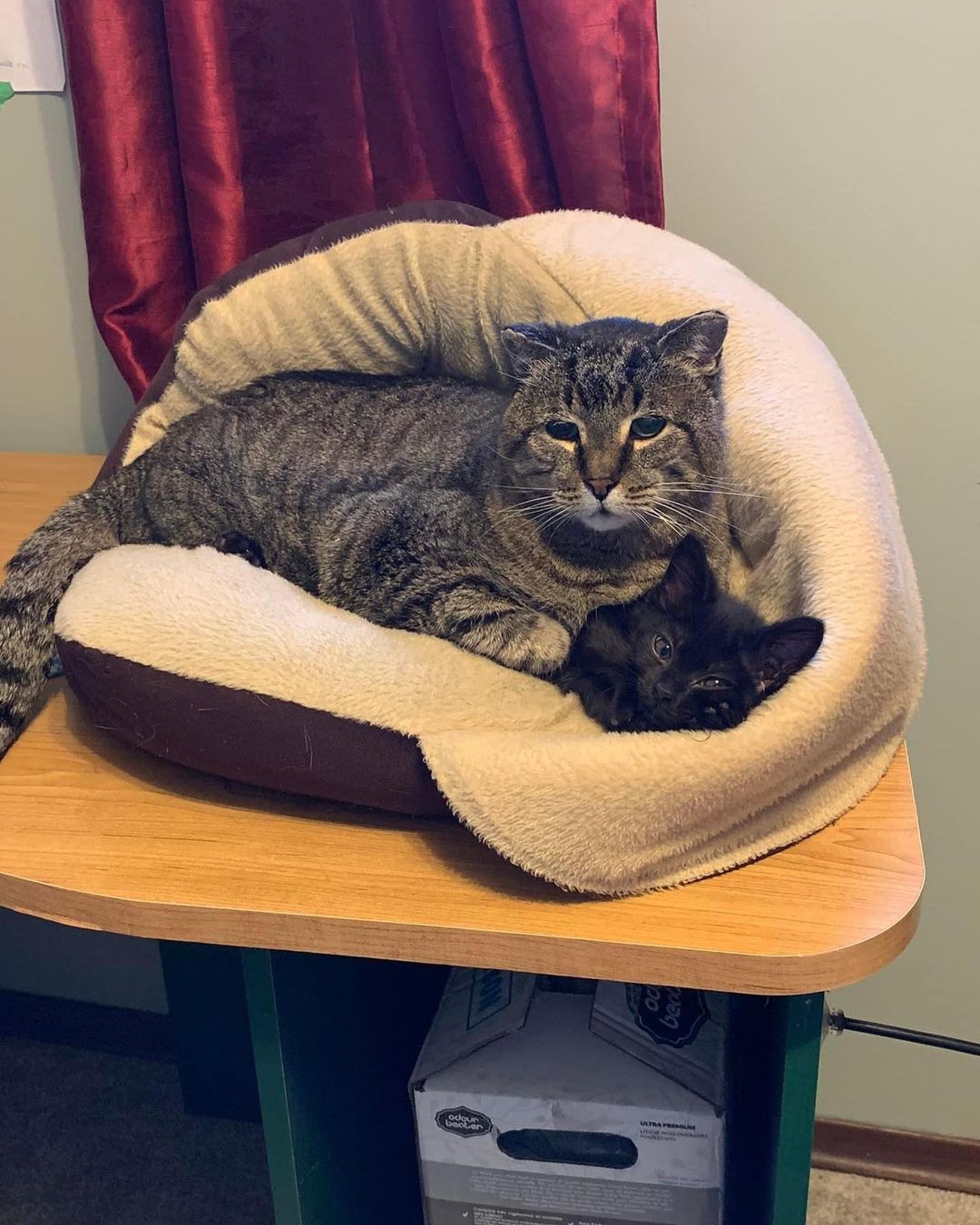 Please help X-caret escape the squish that is resident cat Tuffy Pudge! How can you help? Adopt her! 

https://streetcat.ca/xcaret