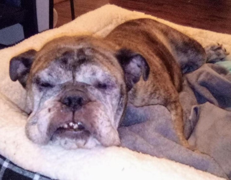 Thank y’all who donated towards Gabby’s surprise heartworm diagnosis. 

We’re tackling the first strand issues now, including a gnarly case of hookworm which she’s receiving three consecutive treatments for 🥴🤮. 

We’re then consulting with her dogtor this week to lay out her heartworm treatment schedule. 

As always, thanks for rallying around our kids who need you most 🥺🤍.

<a target='_blank' href='https://www.instagram.com/explore/tags/Gabby/'>#Gabby</a> 
<a target='_blank' href='https://www.instagram.com/explore/tags/QueenCityBulldogRescue/'>#QueenCityBulldogRescue</a>