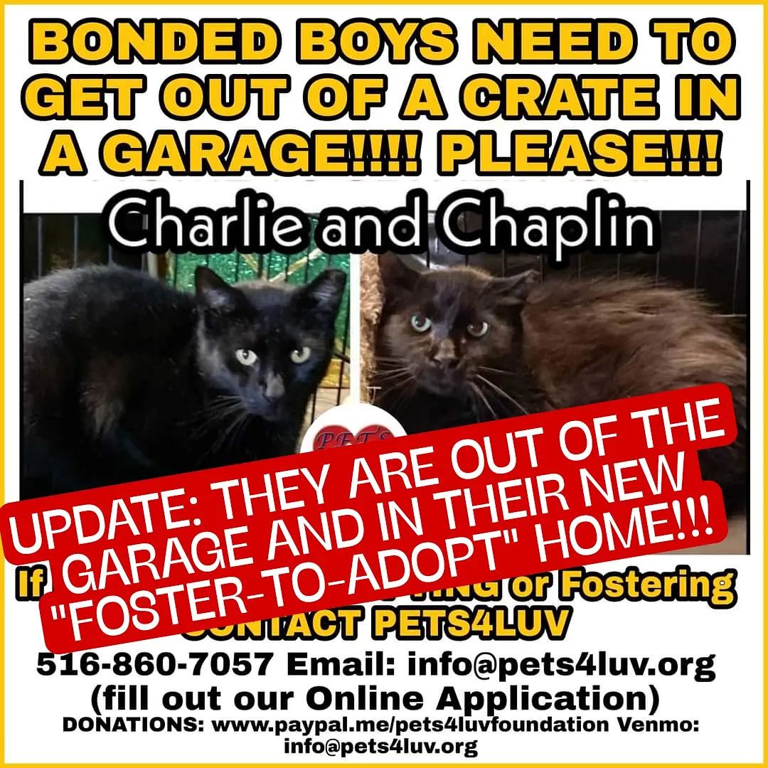 WE HAVE GREAT NEWS TO SHARE WITH YOU: CHARLIE & CHAPLIN are out of that crate in a garage and ARE NOW IN THEIR NEW 