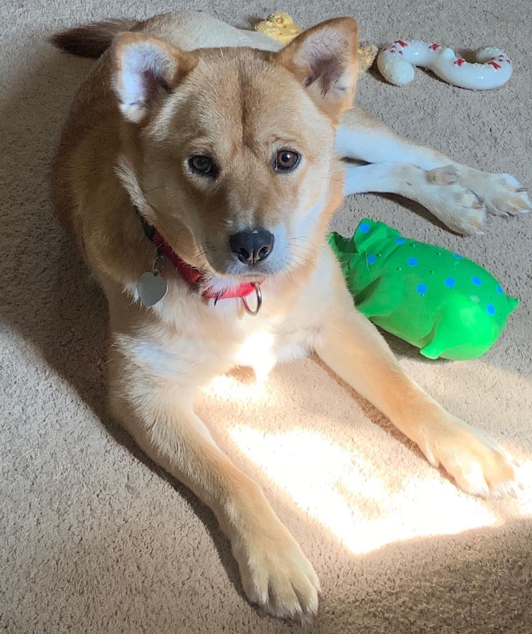 Meet Sandy!
🐾Female
🐾Age: 2 years old 
🐾Weight: 44 lbs 
🐾Breed: Shiba Inu Mix
❤️
Hey there, I’m Sandy! I’m a very shy girl who has come to love her foster parents and foster fur siblings after living in the wild for the first two years of my life so I’m still learning the ropes of what it’s like to be in a loving home. I know that once I find my forever family who will give me all the love I deserve; I will warm up!
☀️
I’m still working on the basics; I’m truly not a fan of walking on a leash but I’m trying to work on it. With that, a fenced in yard would be best to safely get my energy out but dog parks would also work for me since I get along with all dogs! I have not mastered house training, but I think I’m getting the hang of it and with patience, routine, and repetition I think I will have it mastered in no time!
🍁
I have learned to go into my kennel with the help of a tasty treat and sleep there perfectly comfy at night. I do wake up every night routinely to go potty and will bark to let you know. I don’t like to be left alone for too long; otherwise, I am quite the talker! I love playing with my foster fur siblings and will require a fur sibling in my forever home who will continue showing me the ropes which will allow me to gain more confidence by following their lead. I have not fully met cats; however, I have seen a barn cat in passing and didn’t seem to mind it too much.
🌻
I like to nudge you to entice you to play with me. I do tend to nibble sometimes instead of nudge when I get super excited but I’m starting to learn that I shouldn’t do that when you tell me. I love having a toy that I can chew on and squeak; if not, I can get bored and look for other cool “chew toys” that are left in my reach. I am really excited to find my perfect forever family who is not only willing to give me a chance but is patient and loving! 
🍎
If you are interested in meeting Sandy, apply to adopt her at www.causeforcanines.org
Adoption fee: $250
Must be an Ohio resident & 23 or older.
Children must be 8 or older.