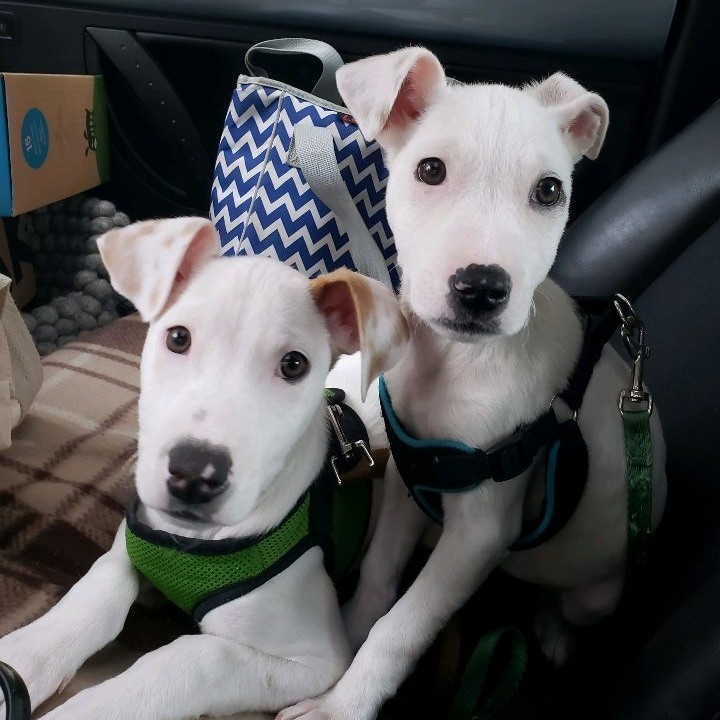 Salty and Schooner were recently profiled on WGN yet these two sweet babies are still looking for forever homes (or a foster home). They are just 3 months old and would each do best in homes with another canine companion. Interested in fostering or adopting? Visit our website to fill out an application at https://www.aliverescue.org/