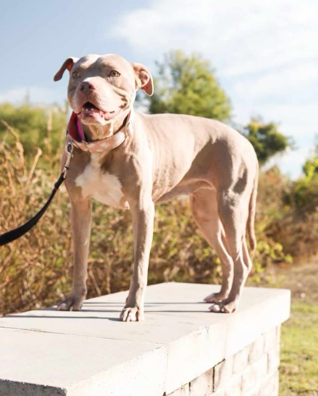 Beautiful Shelby is looking for her forever home!!

This amazing girl was adopted from us several years ago and returned a few months ago. Unfortunately, she came back to us with cancer and we’ve done all we can to remove as much of it as possible— even trying chemo. 
Our vet isn’t sure how long Shelby may have but he hopes our efforts have bought her a few golden years! 

Enough of the sad stuff though, let’s talk about how amazing Shelby is! 

If you are looking for a low key companion, she’s your girl. Her favorite place to be is by your side! She’s happy to spend your workday together, napping on a soft dog bed, listening to you work. Her favorite time of day is after dinner snuggle time, it may take her a minute to get comfortable, she might wiggle or squirm a bit, but the sound of your heartbeat will have her asleep in no time. 

Shelby has grown to love her crate, and views it as a safe space as long as it’s in a spot near her people. She is potty trained, too! She battles some separation anxiety, but the company of a fur friend definitely helps calm her. 

Shelby is spayed, microchipped, up to date on vaccines, and Heartworm negative. 

If interested in adopting this pretty girl, please head to the website and submit an adoption application 🖤

https://www.eunoiarescue.org/adopt