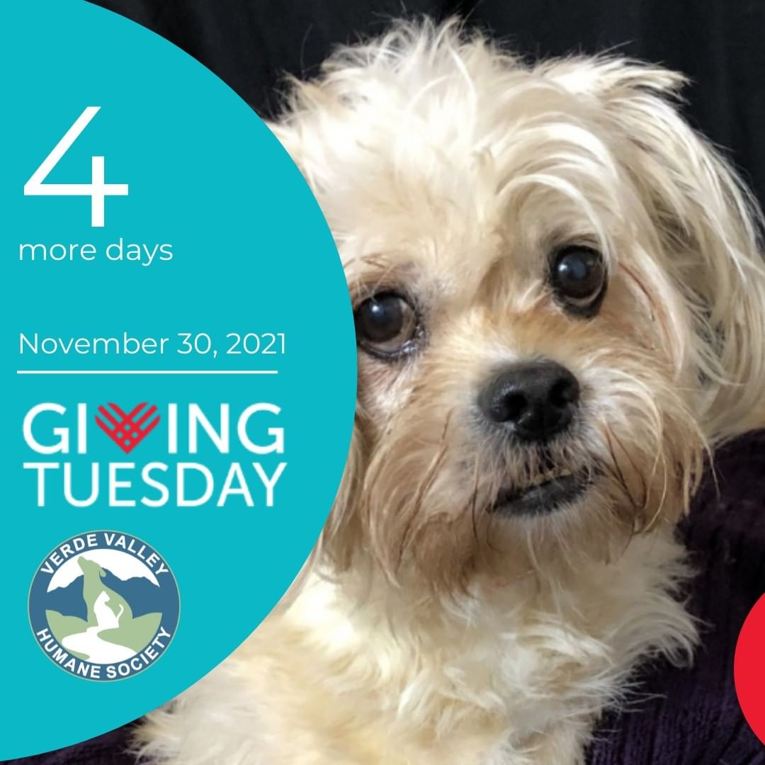 Four days! Just four more days to the big event!  GivingTuesday was created in 2012 as a simple idea: a day that encourages people to do good. Over the past nine years, this idea has grown into a global movement that inspires hundreds of millions of people to give, collaborate, and celebrate generosity.  Help us help more Verde Valley pets. Join us this Tuesday November 30th!  <a target='_blank' href='https://www.instagram.com/explore/tags/GivingTuesday/'>#GivingTuesday</a> <a target='_blank' href='https://www.instagram.com/explore/tags/VVHSCares/'>#VVHSCares</a>