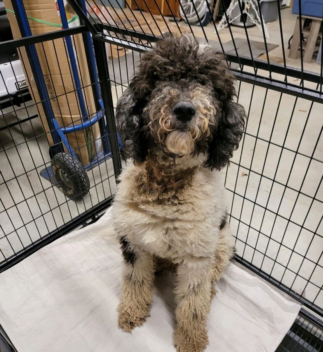 🆘 INTAKE IS OPEN AGAIN 🆘
 
We have a waitlist of dogs needing to come into our rescue and first on the list is a group of 5 Standard Poodles and Labradoodles. They are a breeder surrender, they are all female and all need vetting, including spays. We need to raise some funds for their vetting, grooming, food and supplies. 

They will not be eligible for adoption until fully vetted. We do not know anything about their ages or personalities yet. This is rescue and we are only in the rescue phase right now, which means we need funds and have work to do. We cannot take applications until we know what these dogs need and want. 

Thank you SO MUCH to all the heroes who donated to get our doors open again! We hope you all had a wonderful holiday. Now, let’s go save some animals, y’all!

If you prefer PayPal: 

https://paypal.me/SAVINGHOPERESCUE

Or our website:

https://savinghoperescue.org/donate

Or Venmo: 

@SAVINGHOPE-RESCUE

To send supplies directly to us, our Amazon Wishlist at:

https://www.amazon.com/hz/wishlist/ls/3ADJQO8TLGGBQ?ref_=wl_share

Or try our new Chewy Wishlist at: 

https://www.chewy.com/g/saving-hope-animal-rescue-fund_b76431595

To pay our vets directly: 

Family PetCare: (817) 451-7387

Rickord’s Animal Hospital: (817) 439-4443

<a target='_blank' href='https://www.instagram.com/explore/tags/togetherwecandomore/'>#togetherwecandomore</a> <a target='_blank' href='https://www.instagram.com/explore/tags/ittakesavillage/'>#ittakesavillage</a> <a target='_blank' href='https://www.instagram.com/explore/tags/fortworthtexas/'>#fortworthtexas</a>
<a target='_blank' href='https://www.instagram.com/explore/tags/fosteringsaveslives/'>#fosteringsaveslives</a> <a target='_blank' href='https://www.instagram.com/explore/tags/oneatatime/'>#oneatatime</a> <a target='_blank' href='https://www.instagram.com/explore/tags/togetherisbetter/'>#togetherisbetter</a> <a target='_blank' href='https://www.instagram.com/explore/tags/savinghopetx/'>#savinghopetx</a>