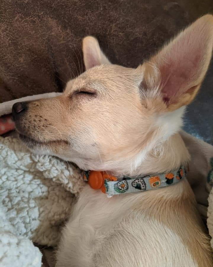 All tuckered out after a really big day! So many smells to investigate... Rosebud was spayed this week and she's recovering in her very own foster home and making lots of new friends. This sweet little lady is 9 weeks old and a petite 6.5 pounds. We believe she'll remain small like her mama Jessie who weighs about 14 pounds. Rosebud likes company and she's learning to interact with the cats and big dogs in her foster home. This pup will be ready for a family of her own in no time at all! Apply now on our website if you'd like to be the lucky one to cuddle her each night 🌙