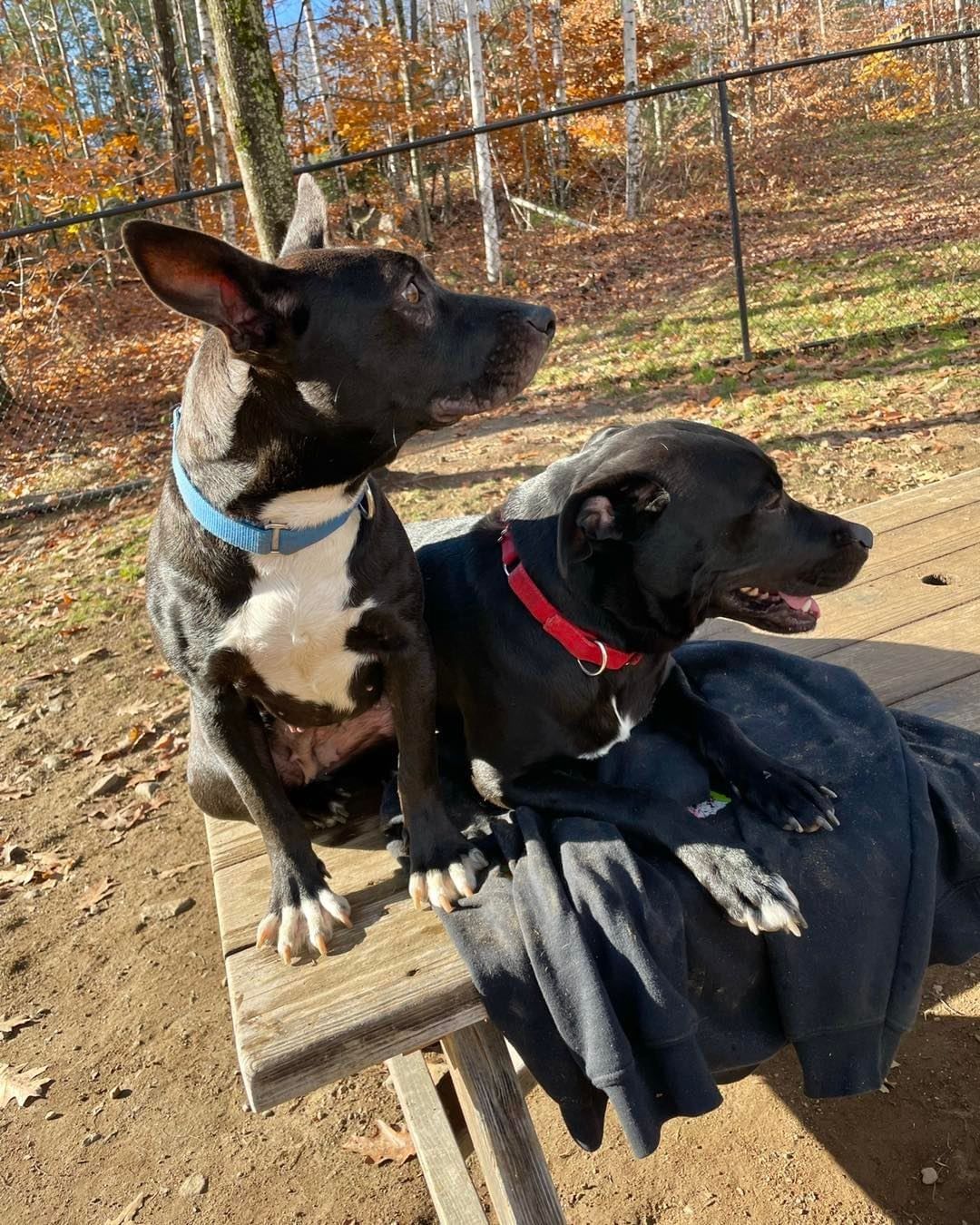 Sonar(blue collar) & Bo(red collar) assessing the playgroup and making sure all the dogs are playing nicely! 

Come meet these lovely pups today!

🐾Please share🐾

<a target='_blank' href='https://www.instagram.com/explore/tags/darbsterdoggy/'>#darbsterdoggy</a> <a target='_blank' href='https://www.instagram.com/explore/tags/darbsterfoundation/'>#darbsterfoundation</a> <a target='_blank' href='https://www.instagram.com/explore/tags/opttoadopt/'>#opttoadopt</a> <a target='_blank' href='https://www.instagram.com/explore/tags/rescuedogsofinstagram/'>#rescuedogsofinstagram</a> <a target='_blank' href='https://www.instagram.com/explore/tags/rescuedismyfavoritebreed/'>#rescuedismyfavoritebreed</a>