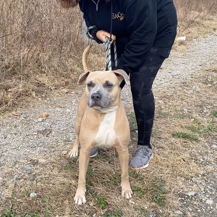 Eric was just working on his downward dog when we stopped by to video him!  Doesn’t get much more handsome than Eric, does it? Eric is a fully grown, 2 year old mixed breed. He weighs under 60 pounds and his eyes are just everything! We love this playful guy!
If you are interested in fostering or adopting one of our many babies looking for a home, please fill out an application at ruffhouserescue.org/apply We can’t wait to hear from you!

Like/Share/Show Support 🙌🏻 <a target='_blank' href='https://www.instagram.com/explore/tags/ruffhouserescue/'>#ruffhouserescue</a> <a target='_blank' href='https://www.instagram.com/explore/tags/ruffhouserockstars/'>#ruffhouserockstars</a> <a target='_blank' href='https://www.instagram.com/explore/tags/ruffhousealumni/'>#ruffhousealumni</a> <a target='_blank' href='https://www.instagram.com/explore/tags/dogphotography/'>#dogphotography</a>  <a target='_blank' href='https://www.instagram.com/explore/tags/dogsofinstagram/'>#dogsofinstagram</a> <a target='_blank' href='https://www.instagram.com/explore/tags/puppiesofinstagram/'>#puppiesofinstagram</a> <a target='_blank' href='https://www.instagram.com/explore/tags/adoptdontshop/'>#adoptdontshop</a> <a target='_blank' href='https://www.instagram.com/explore/tags/getyourrescueon/'>#getyourrescueon</a> <a target='_blank' href='https://www.instagram.com/explore/tags/dogphotography/'>#dogphotography</a> <a target='_blank' href='https://www.instagram.com/explore/tags/puppylove/'>#puppylove</a> <a target='_blank' href='https://www.instagram.com/explore/tags/pupper/'>#pupper</a> <a target='_blank' href='https://www.instagram.com/explore/tags/puppylover/'>#puppylover</a>  <a target='_blank' href='https://www.instagram.com/explore/tags/dogsofinstaworld/'>#dogsofinstaworld</a> <a target='_blank' href='https://www.instagram.com/explore/tags/rescuedog/'>#rescuedog</a> <a target='_blank' href='https://www.instagram.com/explore/tags/rescuedogsofinstagram/'>#rescuedogsofinstagram</a> <a target='_blank' href='https://www.instagram.com/explore/tags/iheartdogs/'>#iheartdogs</a> <a target='_blank' href='https://www.instagram.com/explore/tags/doglife/'>#doglife</a> <a target='_blank' href='https://www.instagram.com/explore/tags/fosters/'>#fosters</a> <a target='_blank' href='https://www.instagram.com/explore/tags/puppygrammer/'>#puppygrammer</a> <a target='_blank' href='https://www.instagram.com/explore/tags/furbaby/'>#furbaby</a> <a target='_blank' href='https://www.instagram.com/explore/tags/weratedogs/'>#weratedogs</a> <a target='_blank' href='https://www.instagram.com/explore/tags/puppies/'>#puppies</a> <a target='_blank' href='https://www.instagram.com/explore/tags/happytails/'>#happytails</a><a target='_blank' href='https://www.instagram.com/explore/tags/dogstagram/'>#dogstagram</a> <a target='_blank' href='https://www.instagram.com/explore/tags/iheartdogs/'>#iheartdogs</a> <a target='_blank' href='https://www.instagram.com/explore/tags/adoptdontshop/'>#adoptdontshop</a>🐾 <a target='_blank' href='https://www.instagram.com/explore/tags/fostertoadopt/'>#fostertoadopt</a> <a target='_blank' href='https://www.instagram.com/explore/tags/fosterdog/'>#fosterdog</a> <a target='_blank' href='https://www.instagram.com/explore/tags/rhrhappytails/'>#rhrhappytails</a><a target='_blank' href='https://www.instagram.com/explore/tags/longislandrescuedogs/'>#longislandrescuedogs</a> <a target='_blank' href='https://www.instagram.com/explore/tags/muttsofinstagram/'>#muttsofinstagram</a>