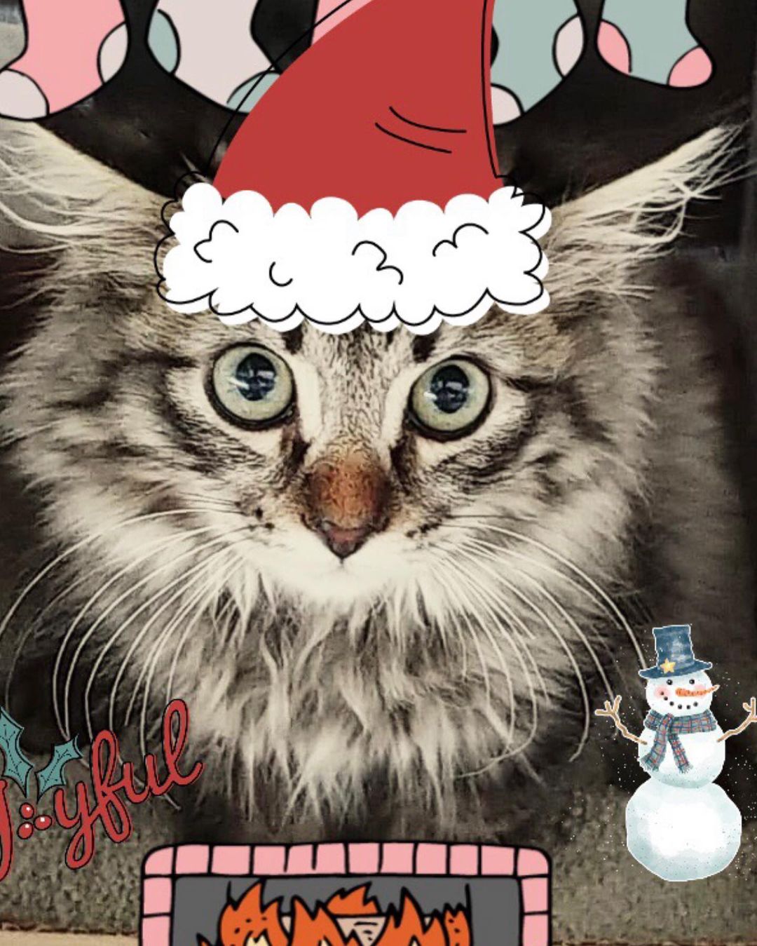A cause worth donating to❤️ <a target='_blank' href='https://www.instagram.com/explore/tags/Givingtuesday/'>#Givingtuesday</a> (November 30), is a day to give a gift that impacts the lives of orphaned kittens/moms/cats/puppies—right in your community. This year you can help support the excellent work we have been doing @ TCKR. We love that we can provide aid to cats and help and give them a chance to find homes. —Thank you for your continued love and support as we enter the Christmas season. 🎄