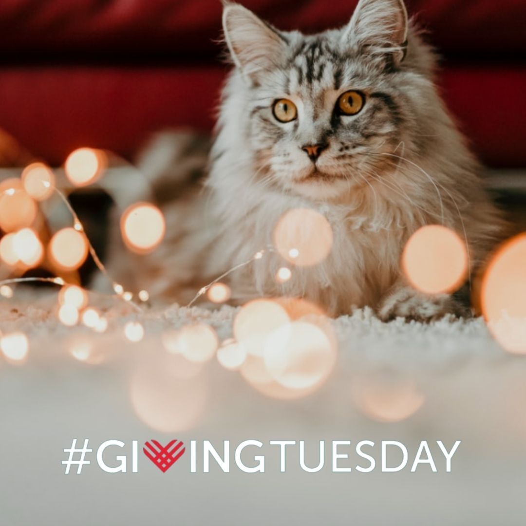 Every year, we all struggle to find the perfect gifts to show our loved ones how much we care. This year, we have a great option for the animal lover in your life. Share your love of animals by making a donation in their honor! If you donate $50 or more to Nuzzles & Co for Giving Tuesday (November 30th), we will mail you a special card to send to your loved one to tell them about your gift – no gift wrap needed! 🎁⠀
⠀
And thanks to the Wise family from Blue Collar Bobbers, your gift will go twice as far – they will be contributing a generous $10,000 matching grant for Giving Tuesday to help make the holidays extra bright for the Nuzzle Pals!⠀
⠀
Donate today at nuzzlesandco.org/donate!⠀
⠀
<a target='_blank' href='https://www.instagram.com/explore/tags/HolidayGiftIdeas/'>#HolidayGiftIdeas</a> <a target='_blank' href='https://www.instagram.com/explore/tags/GiveAGiftThatSavesLives/'>#GiveAGiftThatSavesLives</a> <a target='_blank' href='https://www.instagram.com/explore/tags/NuzzlesAndCo/'>#NuzzlesAndCo</a> <a target='_blank' href='https://www.instagram.com/explore/tags/WhereLoveWins/'>#WhereLoveWins</a> <a target='_blank' href='https://www.instagram.com/explore/tags/GivingTuesday/'>#GivingTuesday</a>