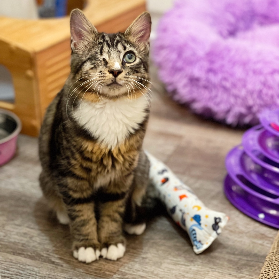 Our cutest purrrate, Sparrow! 🏴‍☠️ Sparrow is looking for his forever home, and you can find out more on our website💜 Link in bio! <a target='_blank' href='https://www.instagram.com/explore/tags/purrr/'>#purrr</a> <a target='_blank' href='https://www.instagram.com/explore/tags/catsanctuary/'>#catsanctuary</a> <a target='_blank' href='https://www.instagram.com/explore/tags/cats/'>#cats</a> <a target='_blank' href='https://www.instagram.com/explore/tags/adoptdontshop/'>#adoptdontshop</a>