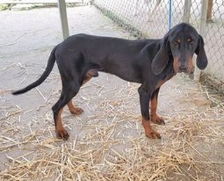 Handsome hound dog Frisco is ready to find a forever home!

Frisco is about 2 years old, and is such a goofy, loving boy! He's got tons of energy and is still very much 