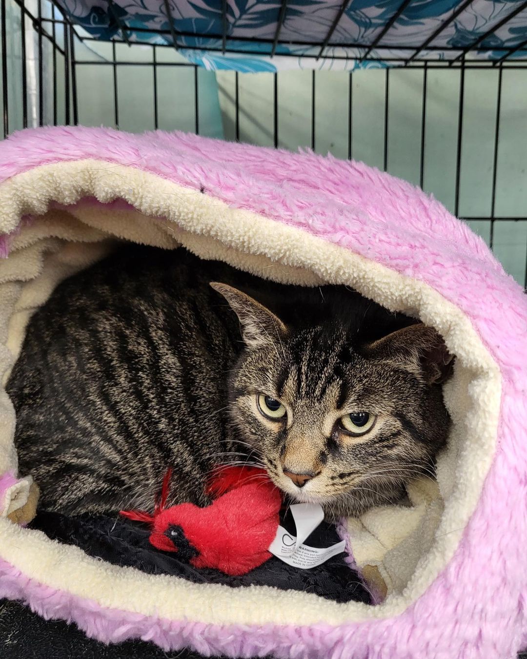 Please welcome Ivy (brown tabby) and Missy & Colby (two gingers) —new arrivals in Pets Supplies Plus in West Chester💗😊💙. Go visit them today to learn more about these sweet cats & see if they could be a purrfect fit for your family! Apply in store or get pre-approved via link in bio 🐈🐈‍⬛
<a target='_blank' href='https://www.instagram.com/explore/tags/forgottencatswestchester/'>#forgottencatswestchester</a> <a target='_blank' href='https://www.instagram.com/explore/tags/forgottencats/'>#forgottencats</a> <a target='_blank' href='https://www.instagram.com/explore/tags/adoptus/'>#adoptus</a>