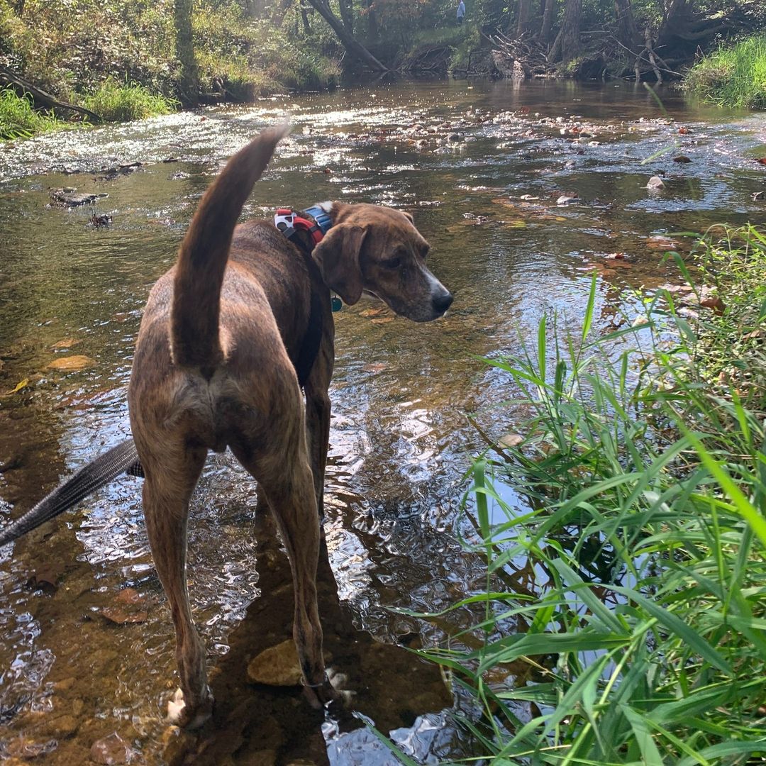 Adoptable Balor is grateful for his foster family, beautiful hikes, and his future furever home! 🥰

What are you grateful for? (Is it Balor being available for adoption? 😉)

More information about making this happy guy yours at link in bio! 🐾

<a target='_blank' href='https://www.instagram.com/explore/tags/AdoptBalor/'>#AdoptBalor</a> <a target='_blank' href='https://www.instagram.com/explore/tags/AdoptMe/'>#AdoptMe</a> <a target='_blank' href='https://www.instagram.com/explore/tags/Adoptable/'>#Adoptable</a> <a target='_blank' href='https://www.instagram.com/explore/tags/Thanksgiving/'>#Thanksgiving</a> <a target='_blank' href='https://www.instagram.com/explore/tags/RescueDogsofInstagram/'>#RescueDogsofInstagram</a> <a target='_blank' href='https://www.instagram.com/explore/tags/hound/'>#hound</a> <a target='_blank' href='https://www.instagram.com/explore/tags/houndrescue/'>#houndrescue</a> <a target='_blank' href='https://www.instagram.com/explore/tags/houndsofinstagram/'>#houndsofinstagram</a> <a target='_blank' href='https://www.instagram.com/explore/tags/hounddog/'>#hounddog</a> <a target='_blank' href='https://www.instagram.com/explore/tags/houndlife/'>#houndlife</a> <a target='_blank' href='https://www.instagram.com/explore/tags/houndlove/'>#houndlove</a> <a target='_blank' href='https://www.instagram.com/explore/tags/adoptahound/'>#adoptahound</a> <a target='_blank' href='https://www.instagram.com/explore/tags/dogsofdc/'>#dogsofdc</a> <a target='_blank' href='https://www.instagram.com/explore/tags/dcdogs/'>#dcdogs</a> <a target='_blank' href='https://www.instagram.com/explore/tags/fureverfamily/'>#fureverfamily</a> <a target='_blank' href='https://www.instagram.com/explore/tags/adoption/'>#adoption</a>