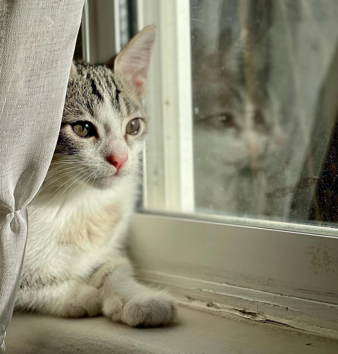 The beautiful Persephone! 

It takes a village! 
Persephone and her siblings were rescued when a kind person found them in a box under his truck. Another kind person got involved and was able to reach our rescue and secured a foster- where they have been growing and loving on their foster humans. 

Persephone is the sweetest girl. She is such a little lady, and the purest of cuddlers. She is undoubtedly going to grow up to be the loyalist of pets. She is also very curious, brave and playful. She enjoys all the kitten toys the Foster has to offer, but she loves her cuddles best. 

Persephone is hoping to be adopted with one of her siblings (please see Hades, Calypso and Hestia) and/or MUST be adopted into a home with a kitten friendly pet. 

Persephone is up to date on shots, negative for FIV/FELV, microchipped and will be spayed at the appropriate age. Her DOB is 9/8/21
.
.
.
.
.
.
.
.
,
,
<a target='_blank' href='https://www.instagram.com/explore/tags/kittensforadoption/'>#kittensforadoption</a><a target='_blank' href='https://www.instagram.com/explore/tags/fostercat/'>#fostercat</a><a target='_blank' href='https://www.instagram.com/explore/tags/fosteringsaveslives/'>#fosteringsaveslives</a><a target='_blank' href='https://www.instagram.com/explore/tags/catadoptions/'>#catadoptions</a><a target='_blank' href='https://www.instagram.com/explore/tags/kittykat/'>#kittykat</a><a target='_blank' href='https://www.instagram.com/explore/tags/catlife/'>#catlife</a><a target='_blank' href='https://www.instagram.com/explore/tags/spayandneuteryourpets/'>#spayandneuteryourpets</a><a target='_blank' href='https://www.instagram.com/explore/tags/kittiesofinstagram/'>#kittiesofinstagram</a><a target='_blank' href='https://www.instagram.com/explore/tags/cutekitties/'>#cutekitties</a><a target='_blank' href='https://www.instagram.com/explore/tags/catlovers/'>#catlovers</a><a target='_blank' href='https://www.instagram.com/explore/tags/catpics/'>#catpics</a><a target='_blank' href='https://www.instagram.com/explore/tags/kittenspics/'>#kittenspics</a><a target='_blank' href='https://www.instagram.com/explore/tags/huffpostgram/'>#huffpostgram</a><a target='_blank' href='https://www.instagram.com/explore/tags/kittengram/'>#kittengram</a>