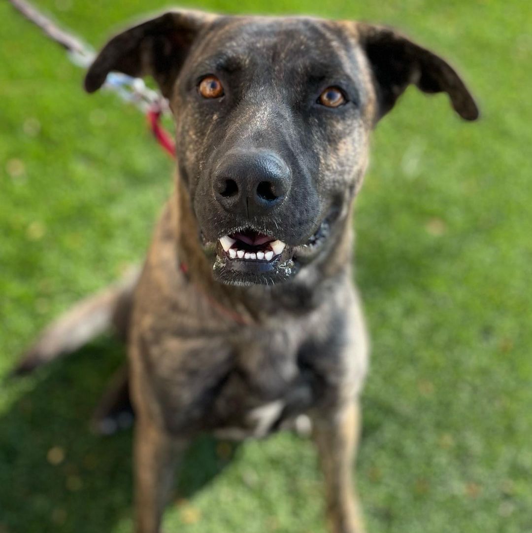 Meet adorable and loving Cruz! This boy is ready to cruz his way right into your heart! Handsome Cruz is out at Petsmart River Park today until 3 hoping for his happily ever after! He’s just $25 to adopt and is fixed and ready to go home today! Meet this fun loving goofy boy today! Contact (559)267-3607 with any questions! <a target='_blank' href='https://www.instagram.com/explore/tags/webelieveinshelterdogs/'>#webelieveinshelterdogs</a>