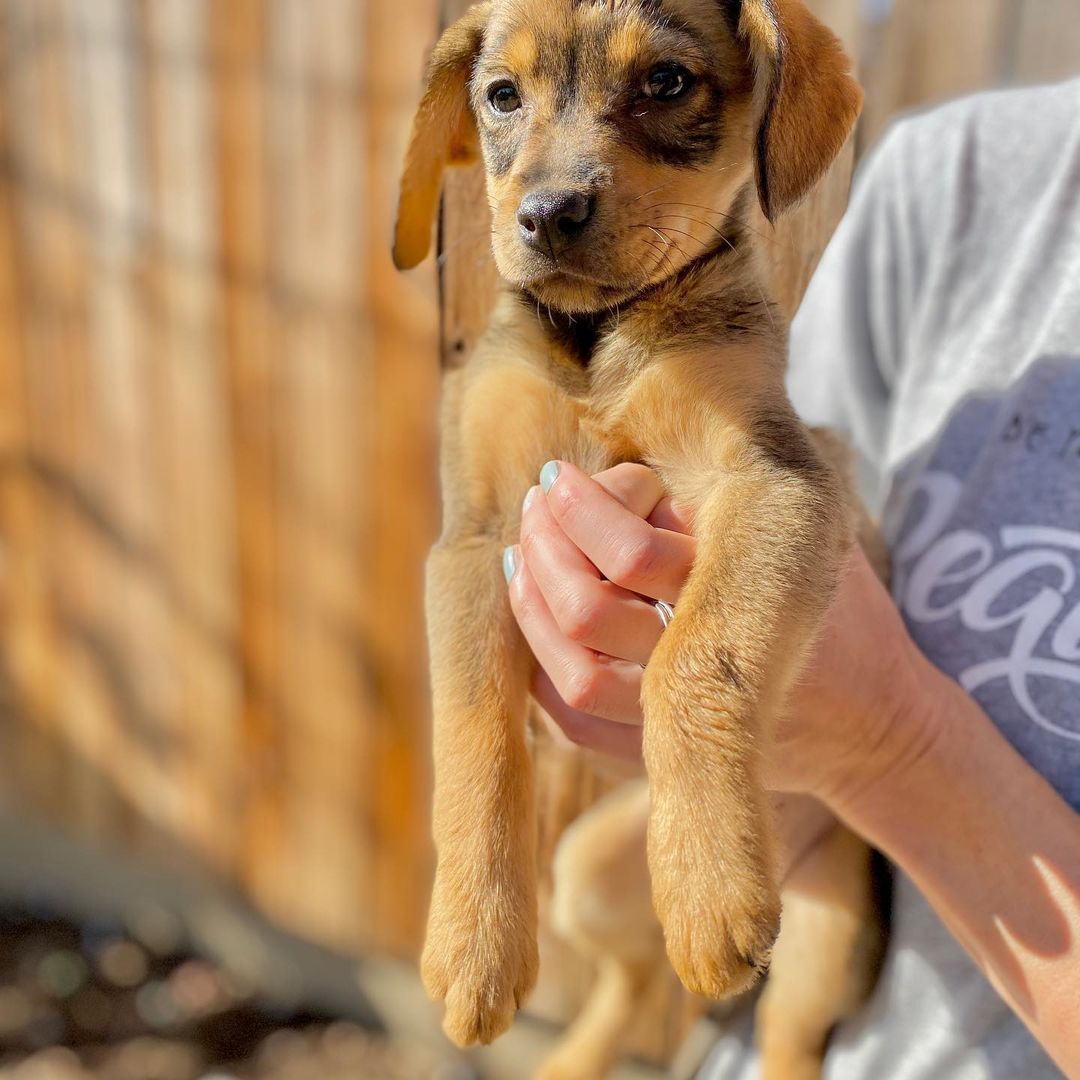 We rescued Dahlia and her three siblings from a flower shop in Tijuana. They lived outside their shop for their whole lives, until one of our friends brought them to our attention. They’re now fully vaccinated and looking for their furever homes!

Dahlia is super silly and playful! She loves to run around, play with leaves and other dogs, and give tons of kisses. She’s very sweet and affectionate. She has the most energy of her siblings, and would love to go to a big family where she’ll always have someone to play with.

We think these pups are mixes of lab and possibly vizsla, pitty, or Shepherd. Whatever they are, they are unbelievably sweet and adorable. We think they’ll grow to be 40-50 pounds.

Please apply for Dahlia through our website: pupswithoutborders.org

<a target='_blank' href='https://www.instagram.com/explore/tags/adoptme/'>#adoptme</a> <a target='_blank' href='https://www.instagram.com/explore/tags/adoptdontshop/'>#adoptdontshop</a> <a target='_blank' href='https://www.instagram.com/explore/tags/puppies/'>#puppies</a> <a target='_blank' href='https://www.instagram.com/explore/tags/dog/'>#dog</a> <a target='_blank' href='https://www.instagram.com/explore/tags/dogs/'>#dogs</a> <a target='_blank' href='https://www.instagram.com/explore/tags/rescuedogsofinstagram/'>#rescuedogsofinstagram</a> <a target='_blank' href='https://www.instagram.com/explore/tags/puppiesofinstagram/'>#puppiesofinstagram</a> <a target='_blank' href='https://www.instagram.com/explore/tags/dogsofinstagram/'>#dogsofinstagram</a>