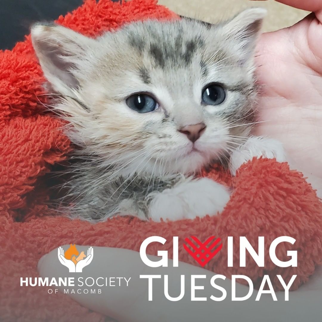 Don't forget that tomorrow is <a target='_blank' href='https://www.instagram.com/explore/tags/GivingTuesday/'>#GivingTuesday</a>.

Each Tuesday after Thanksgiving is dedicated to raising money for life-saving work like ours. Providing the resources needed for medical care, nourishing food, and more for rescues like Geraldine. 

Please check in our social media tomorrow, November 28, and donate to help homeless rescues in need.