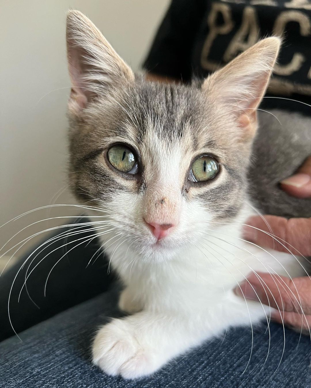 Hi Poppy!
This little cutie came into CAAT when a good Samaritan reached out to us for help. Her boyfriend was traveling in New Mexico when he found the little kitten outside. She was too little to leave on the street so he brought her in. She then called us and asked if he drove her back with him if we could rescue back. Luckily a new foster had just applied so we were able to bring her on. That was a few weeks ago and now she’s about 11 weeks old and ready for adoption! 
This little one is the purrfect little package. Playful, silly and fun. But then when she’s done playing she loves to get her cuddles on. Looking for a sweet sleeping partner? 
Since Poppy has been a Singleton she definitely is looking for a home with another cat so that she can finally play and be with another kitty. This is super important for her development. 
Poppy is also sort of a messy little eater and loves her food! 😂❤️ It’s giving her a little bit of acne on her nose from diving her face into the bowl. 😂😍🤦🏻‍♀️ As a tiny kitten she had to fend for herself on the streets, but hopefully she will start to realize soon that the food supply isn’t going away for her anytime soon. ❤️
DM for an adoption questionnaire for Poppy!
.
.
,
,
,
.
,
.
.
.
,
<a target='_blank' href='https://www.instagram.com/explore/tags/streetstothesheets/'>#streetstothesheets</a><a target='_blank' href='https://www.instagram.com/explore/tags/tabbykitten/'>#tabbykitten</a><a target='_blank' href='https://www.instagram.com/explore/tags/catpics/'>#catpics</a><a target='_blank' href='https://www.instagram.com/explore/tags/catlife/'>#catlife</a><a target='_blank' href='https://www.instagram.com/explore/tags/catfoster/'>#catfoster</a><a target='_blank' href='https://www.instagram.com/explore/tags/huffgrampost/'>#huffgrampost</a><a target='_blank' href='https://www.instagram.com/explore/tags/spayandneuter/'>#spayandneuter</a><a target='_blank' href='https://www.instagram.com/explore/tags/kittiesofinstagram/'>#kittiesofinstagram</a><a target='_blank' href='https://www.instagram.com/explore/tags/kittenlife/'>#kittenlife</a><a target='_blank' href='https://www.instagram.com/explore/tags/adoptme/'>#adoptme</a><a target='_blank' href='https://www.instagram.com/explore/tags/catfoster/'>#catfoster</a><a target='_blank' href='https://www.instagram.com/explore/tags/kittenfoster/'>#kittenfoster</a><a target='_blank' href='https://www.instagram.com/explore/tags/meowmonday/'>#meowmonday</a><a target='_blank' href='https://www.instagram.com/explore/tags/longbeach/'>#longbeach</a><a target='_blank' href='https://www.instagram.com/explore/tags/kittykat/'>#kittykat</a><a target='_blank' href='https://www.instagram.com/explore/tags/adoptdontshop/'>#adoptdontshop</a>