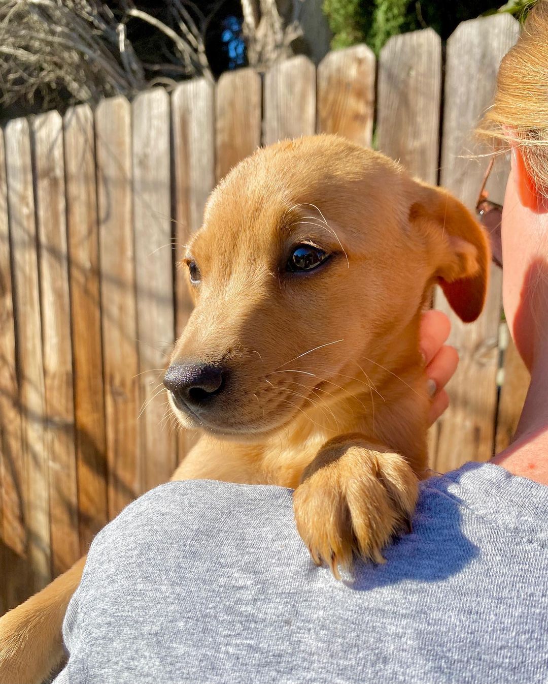 We rescued Nopales and his three siblings from a flower shop in Tijuana. They lived outside their shop for their whole lives, until one of our friends brought them to our attention. They’re now fully vaccinated and looking for their furever homes!

Nopales is so sweet, trusting, and charming. He gets so excited to see his human and dog friends. He loves to play with everyone he meets. He has the softest fur and the sweetest puppy breath!

We think these pups are mixes of lab and possibly vizsla, pitty, or Shepherd. Whatever they are, they are unbelievably sweet and adorable. We think they’ll grow to be 40-50 pounds.

Please apply for Nopales through our website: pupswithoutborders.org

<a target='_blank' href='https://www.instagram.com/explore/tags/adoptdontshop/'>#adoptdontshop</a> <a target='_blank' href='https://www.instagram.com/explore/tags/adoptme/'>#adoptme</a> <a target='_blank' href='https://www.instagram.com/explore/tags/puppies/'>#puppies</a> <a target='_blank' href='https://www.instagram.com/explore/tags/dog/'>#dog</a> <a target='_blank' href='https://www.instagram.com/explore/tags/dogs/'>#dogs</a> <a target='_blank' href='https://www.instagram.com/explore/tags/rescuedogsofinstagram/'>#rescuedogsofinstagram</a> <a target='_blank' href='https://www.instagram.com/explore/tags/puppiesofinstagram/'>#puppiesofinstagram</a> <a target='_blank' href='https://www.instagram.com/explore/tags/dogsofinstagram/'>#dogsofinstagram</a> <a target='_blank' href='https://www.instagram.com/explore/tags/puppy/'>#puppy</a> <a target='_blank' href='https://www.instagram.com/explore/tags/losangeles/'>#losangeles</a>